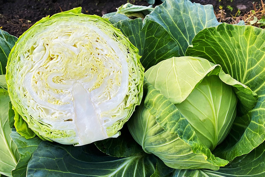 Cabbage