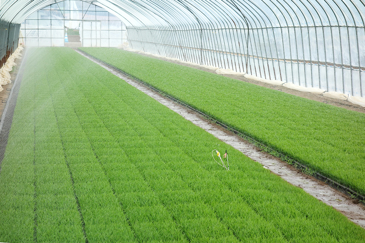 Sumisansui R Greenhouse Oneside 5M