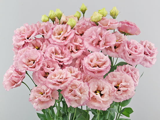 F15-352Celeb 3 Raspberry