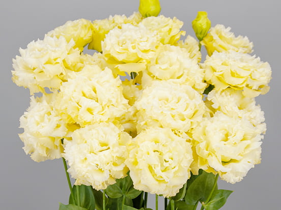F17-315Celeb 3 yellow