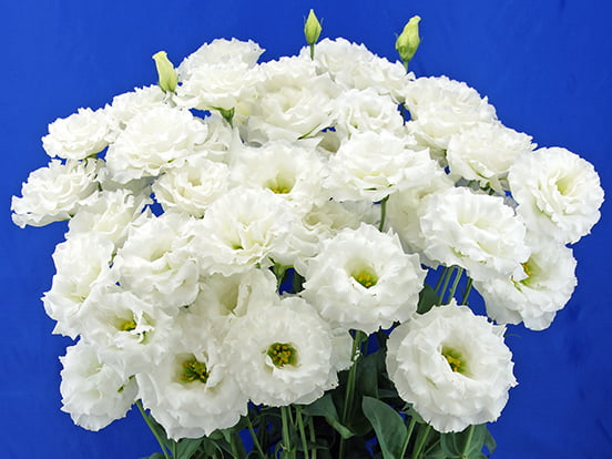 Celeb 2, Celebrich, Blue Chateau, Lisianthus, Flower Seeds, Products