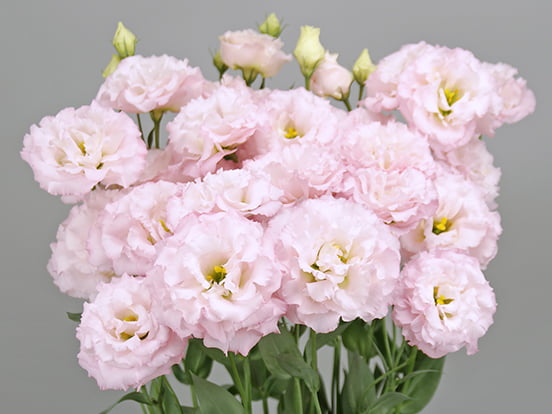 F17-231Grace 1 Light Pink