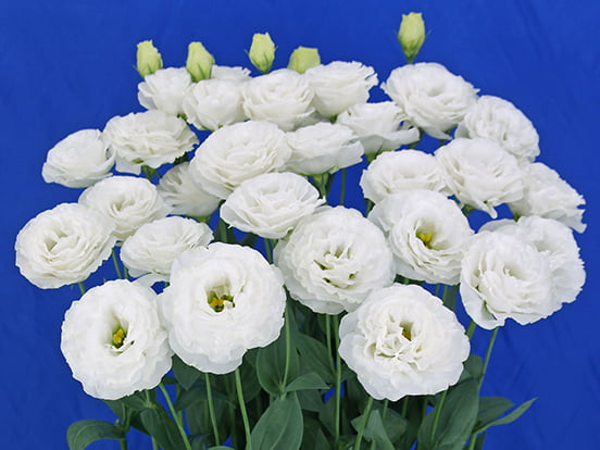 F14-353Prime 3 White
