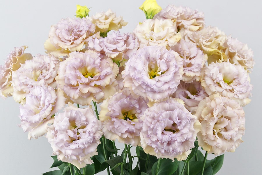 Celeb 2, Celebrich, Blue Chateau, Lisianthus, Flower Seeds, Products