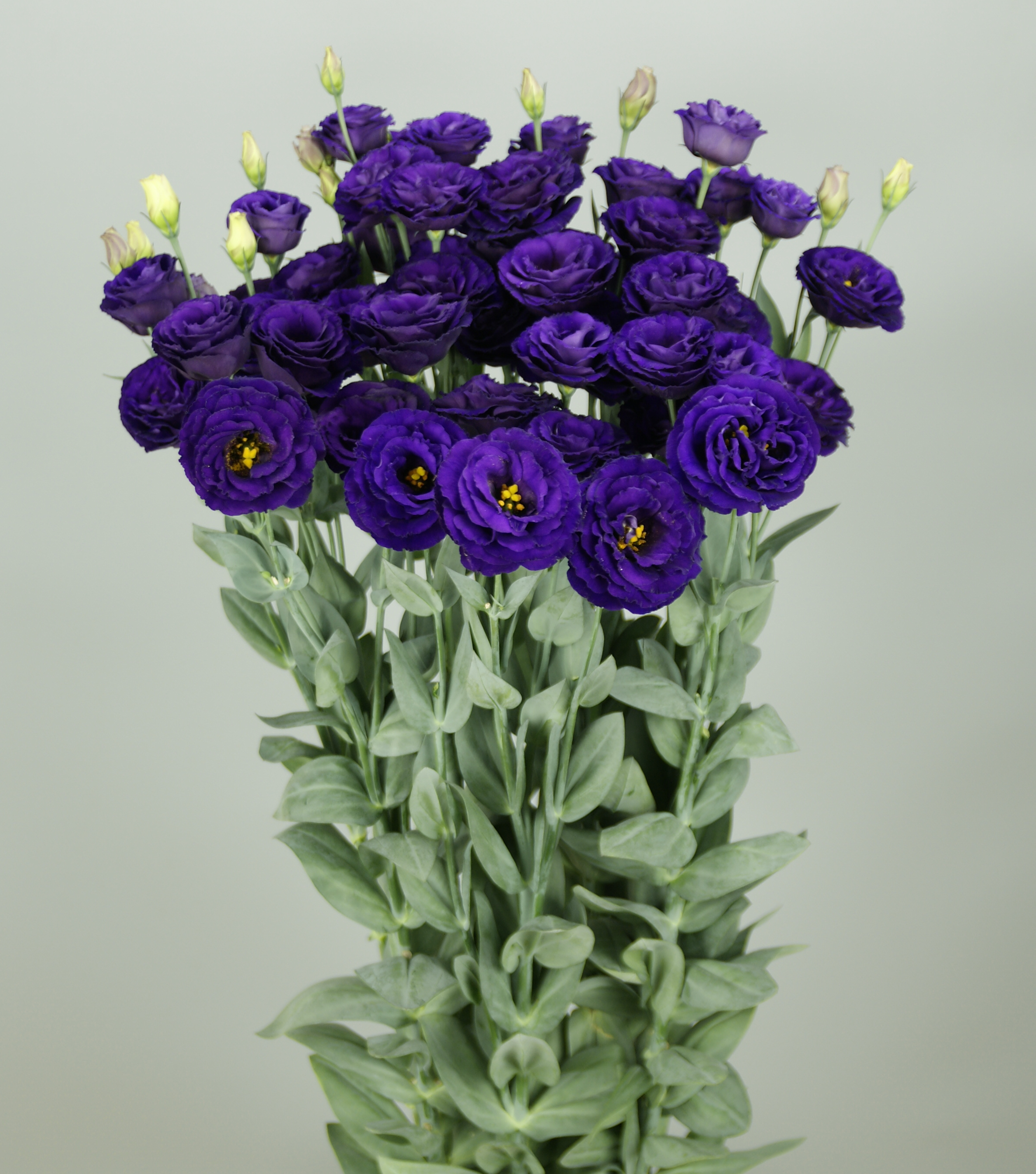 F18-874 Arosa 4 Violet