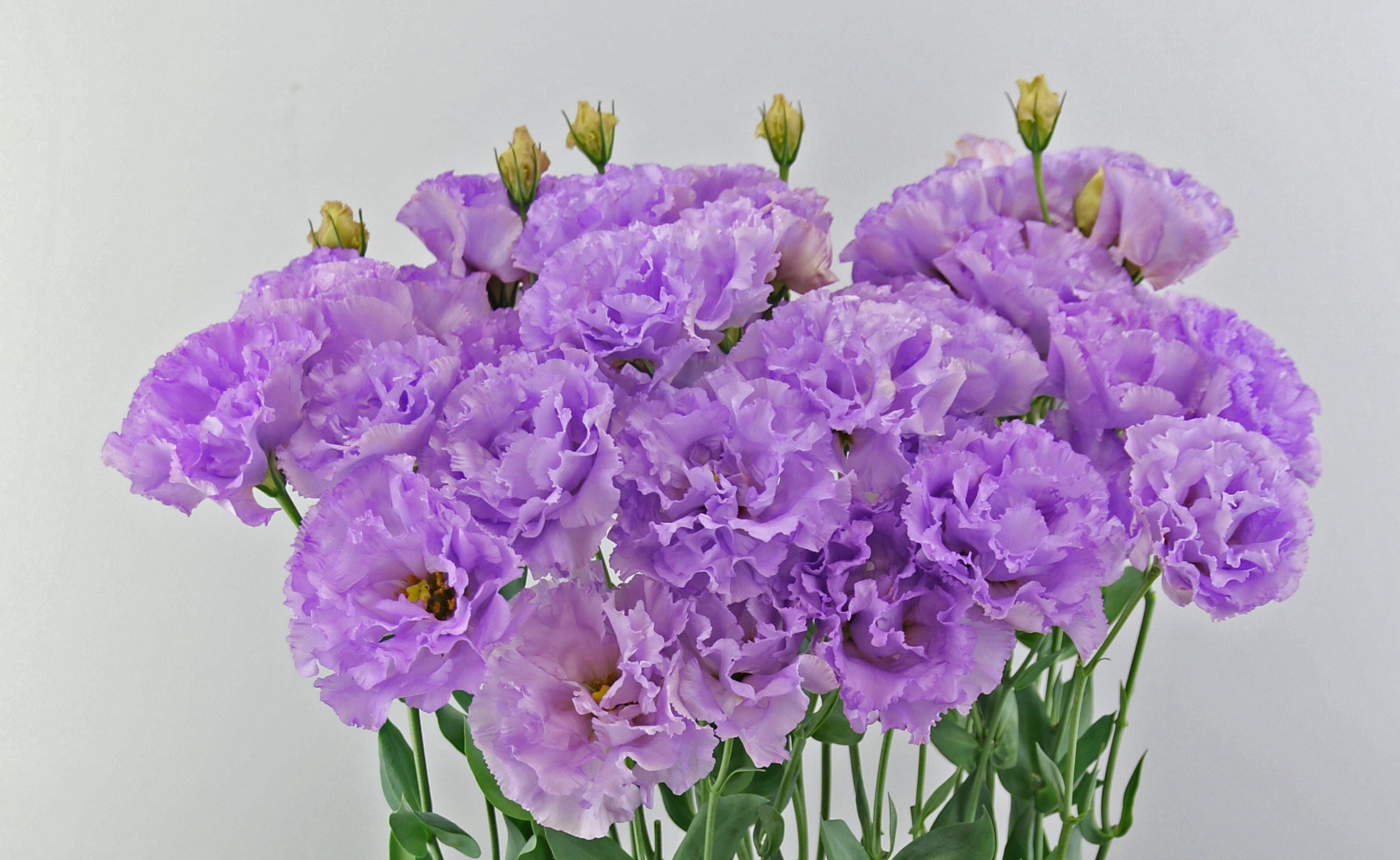 F17-609 Celeb 2 Amythyst ver.2