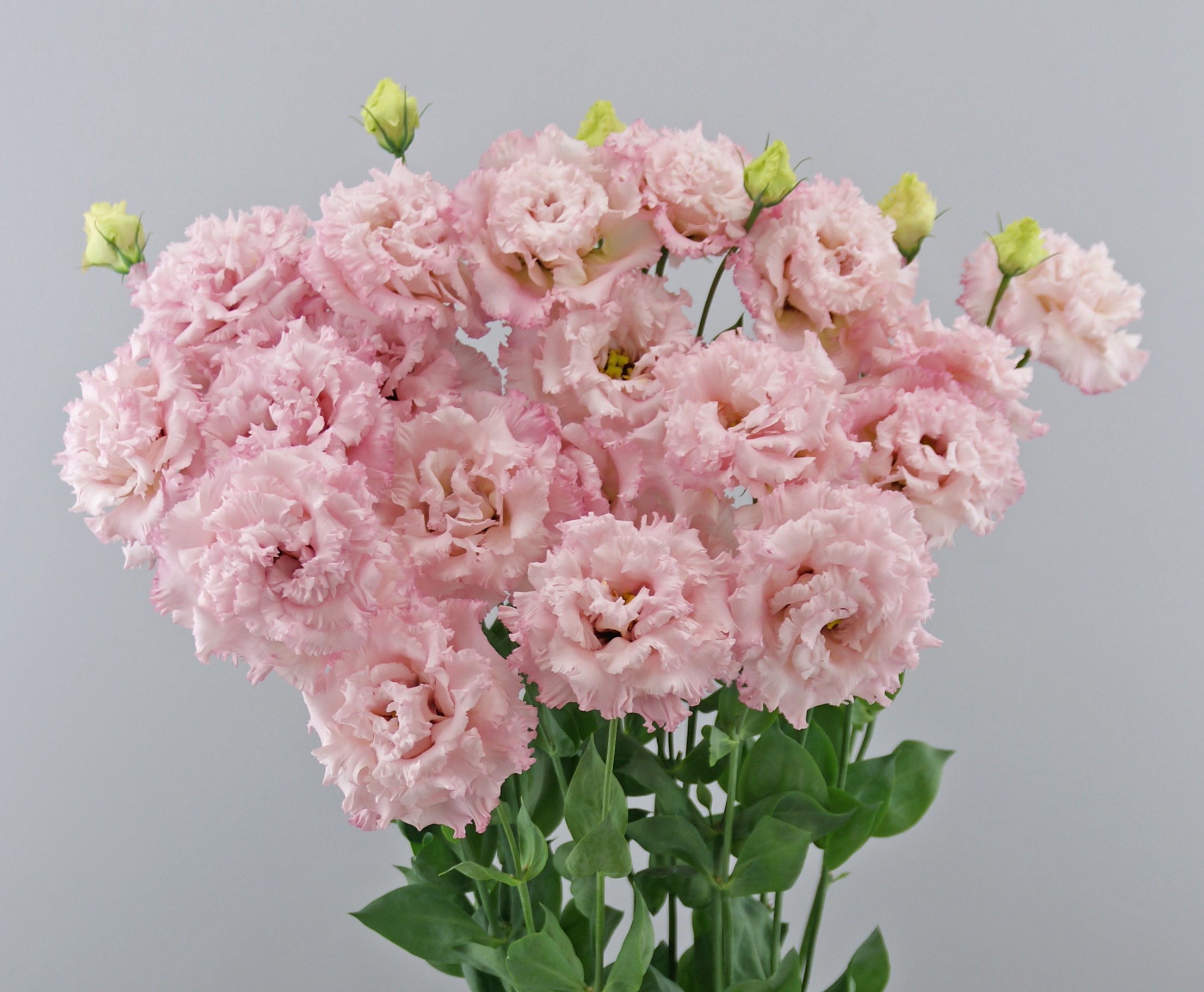 F16-776 Celeb 2 Extra Pink