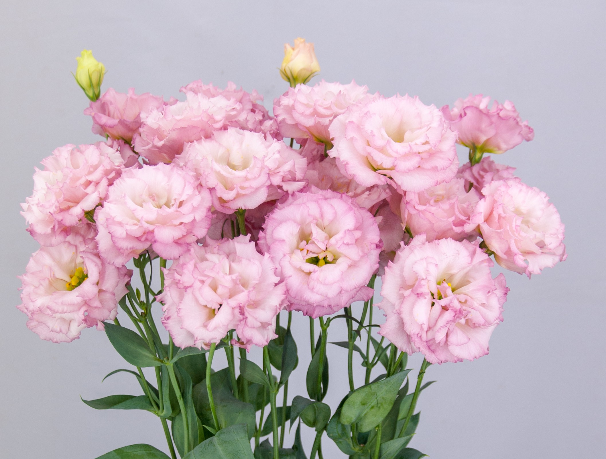 F14-032 Celeb 2 Pearl Pink