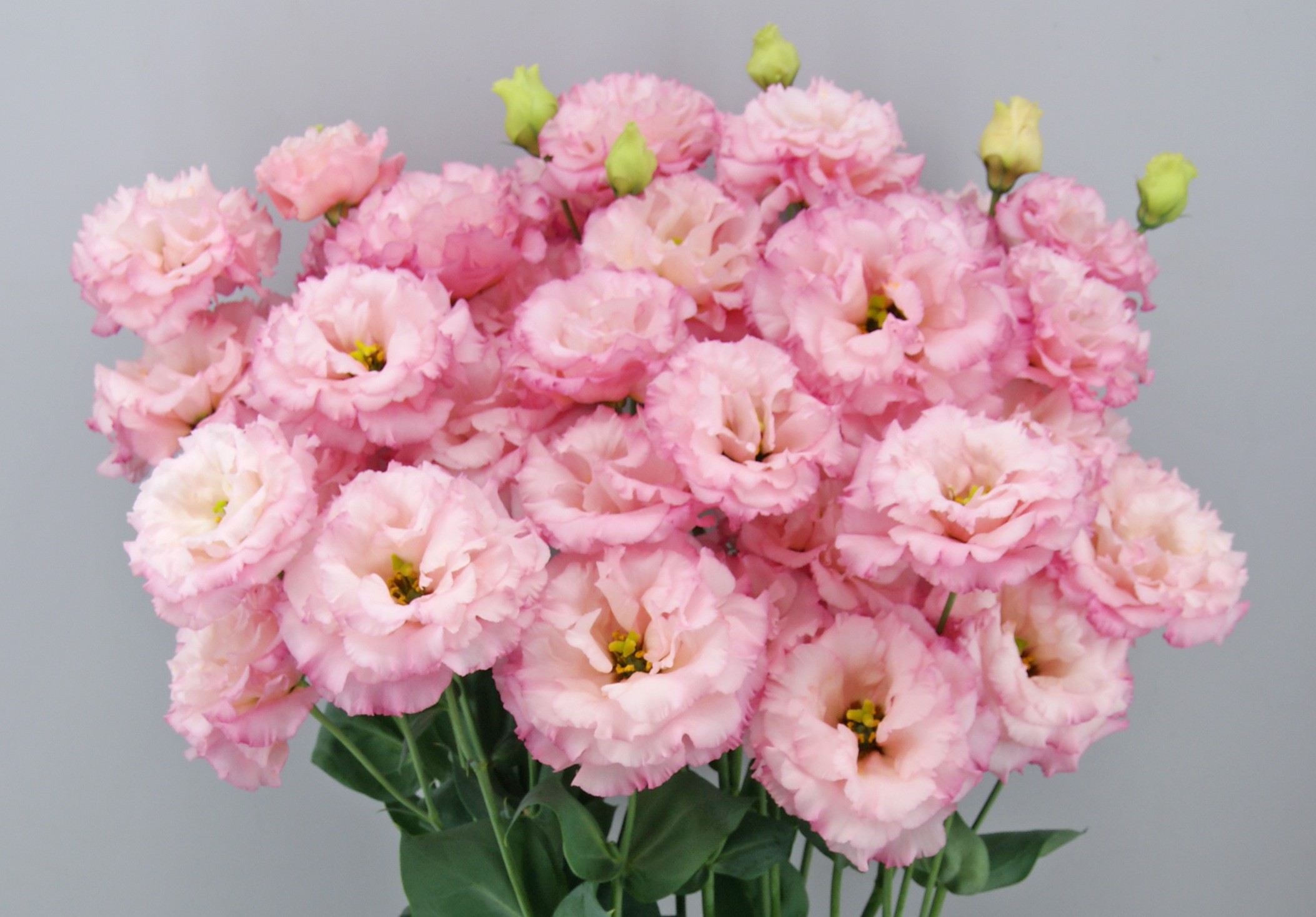 F09-106 Celeb 2 Pink