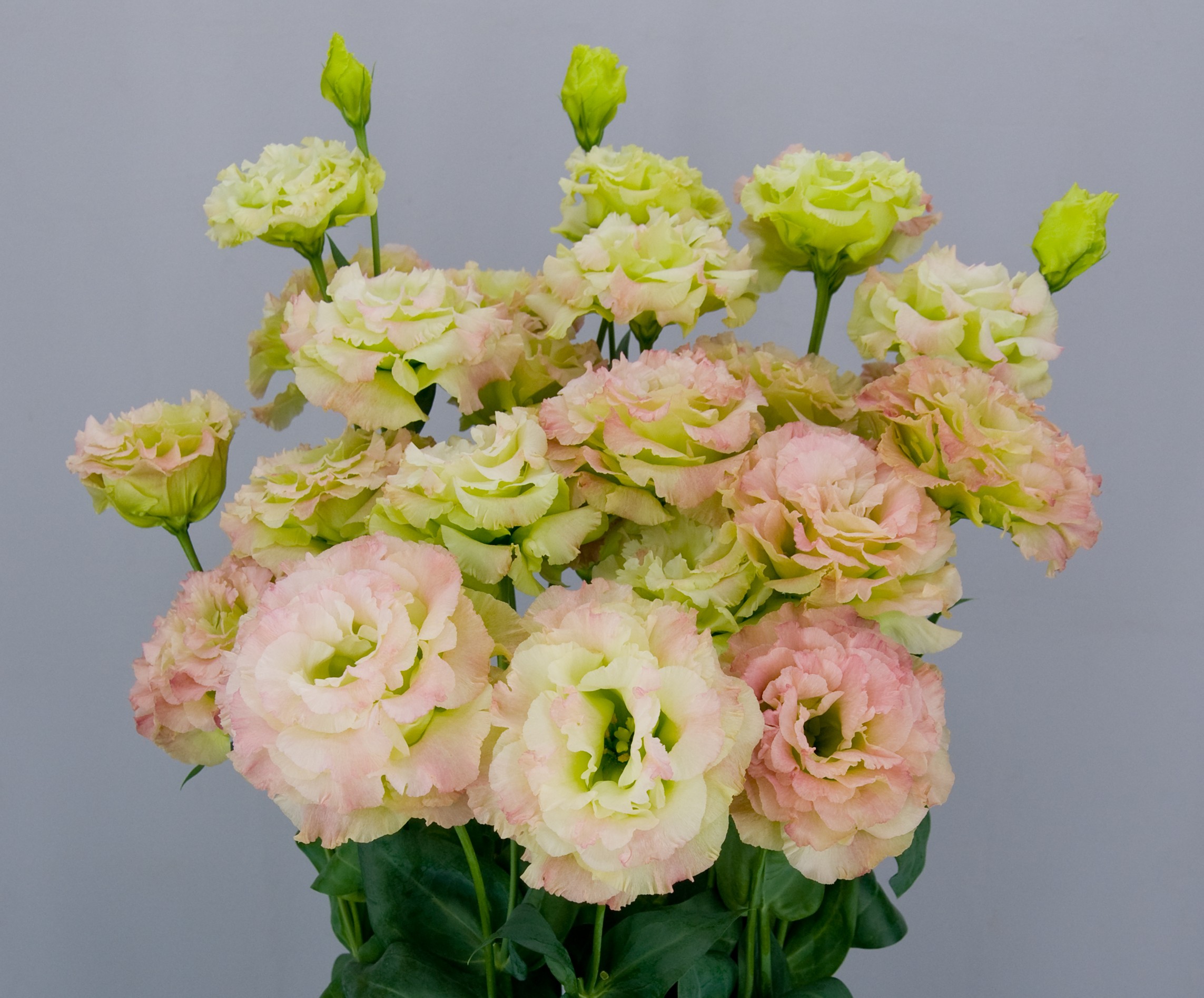 F12-832 Celeb 2 Pink Diamond