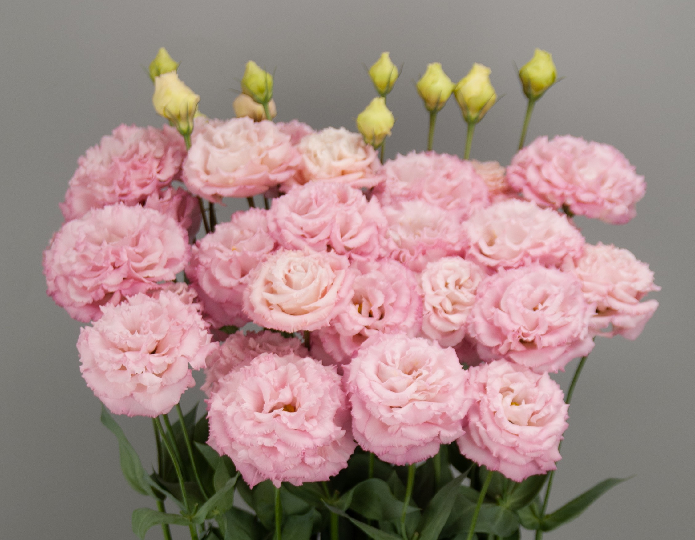 F19-660 Celeb 2 Pink Mimi