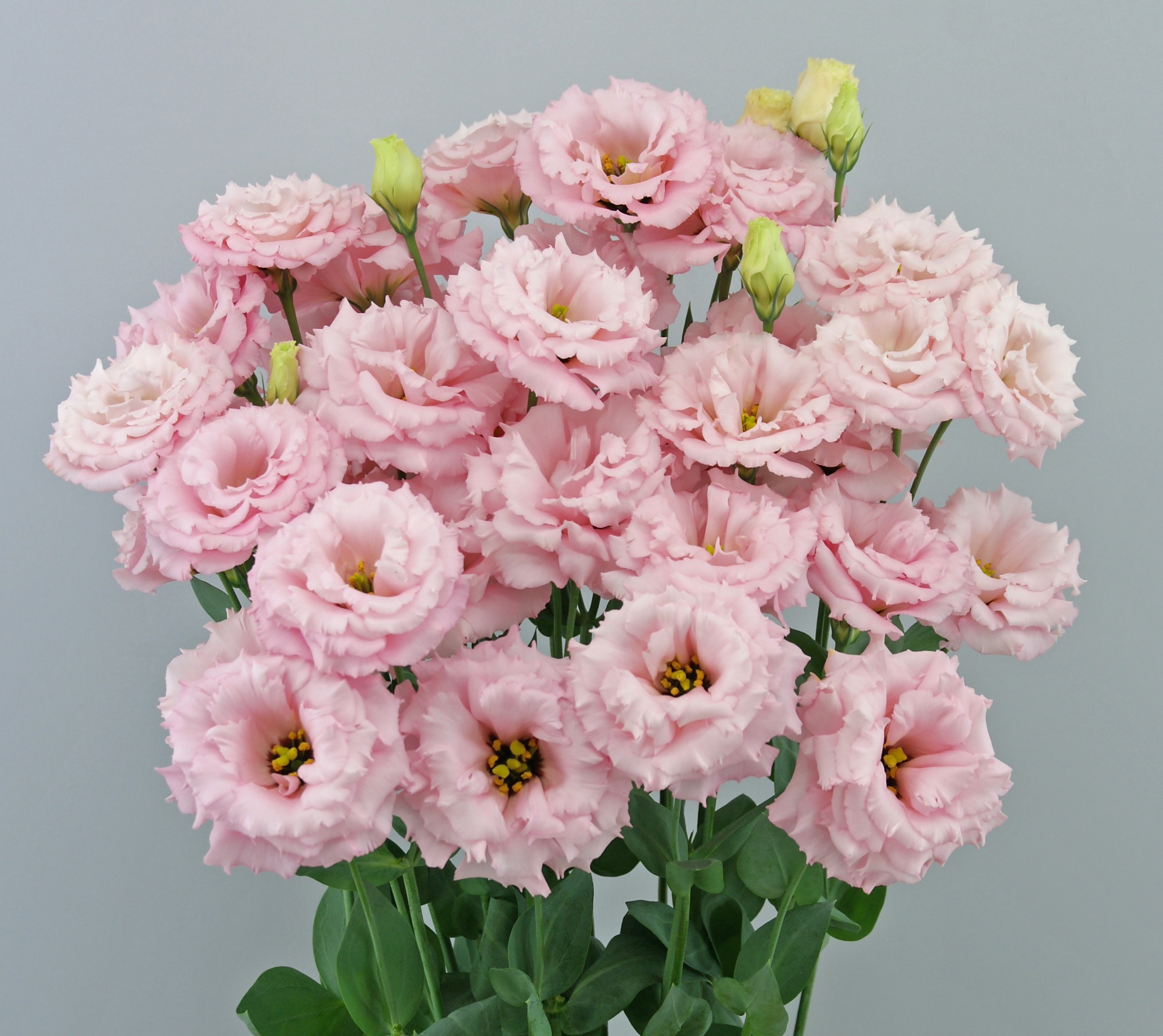 F16-349 Celeb 2 Pretty