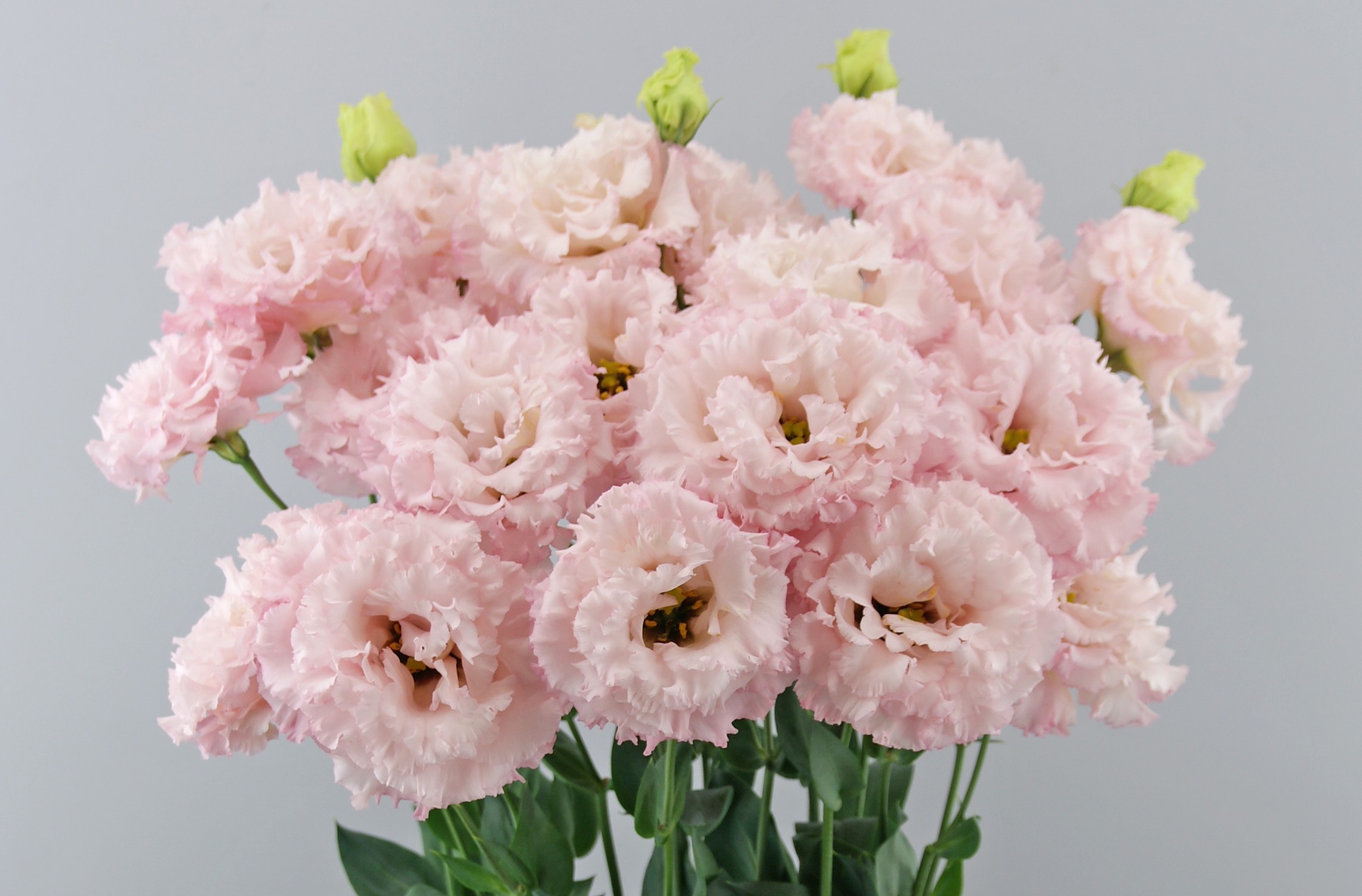 F16-390 Celeb 2 Queen