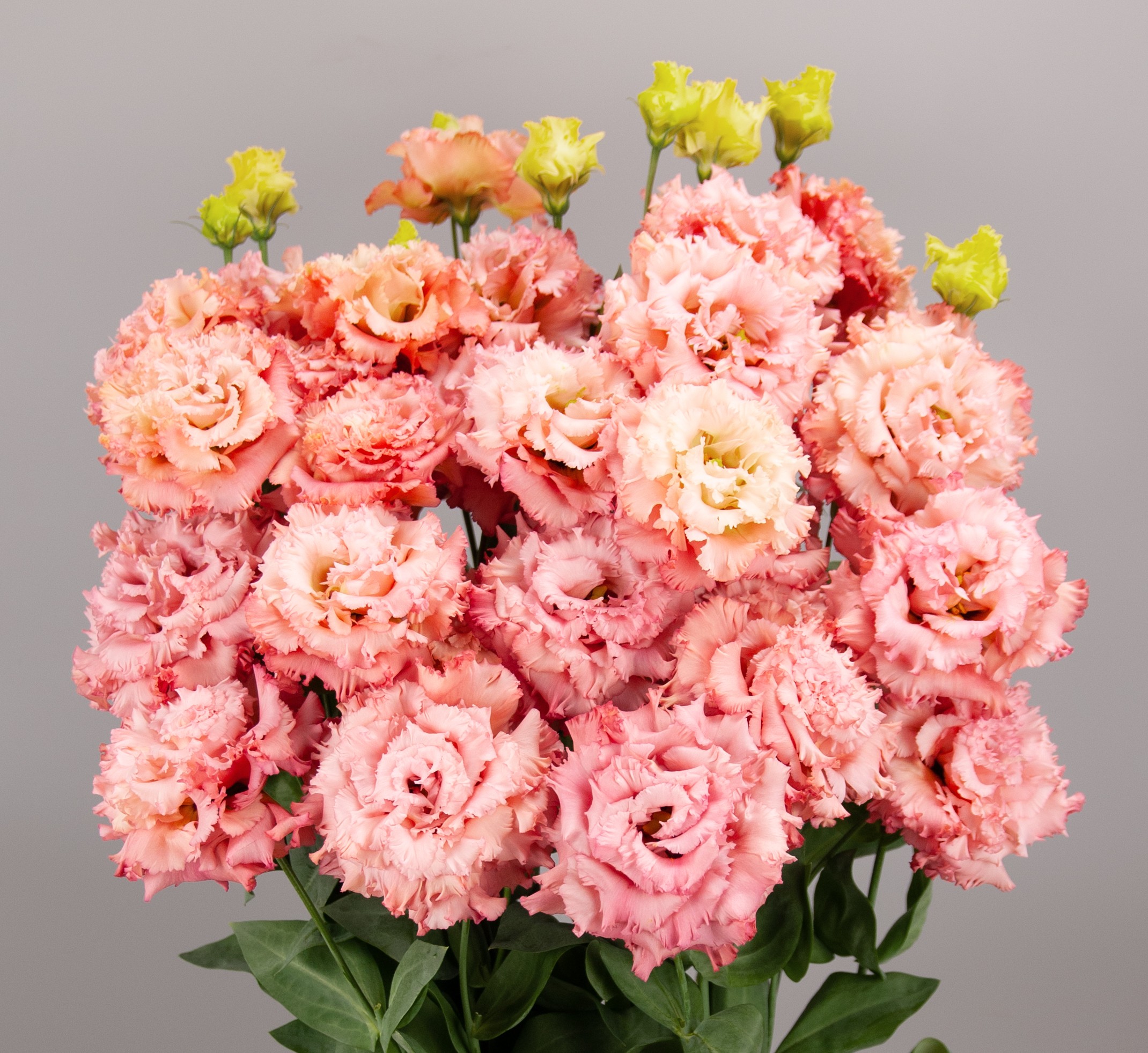 F16-777 Celeb 2 Salmon Pink