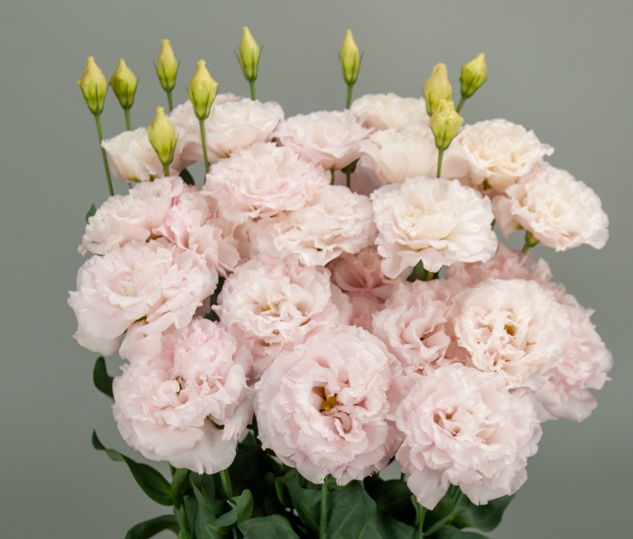 F18-209 Celeb 2 Silky Pink