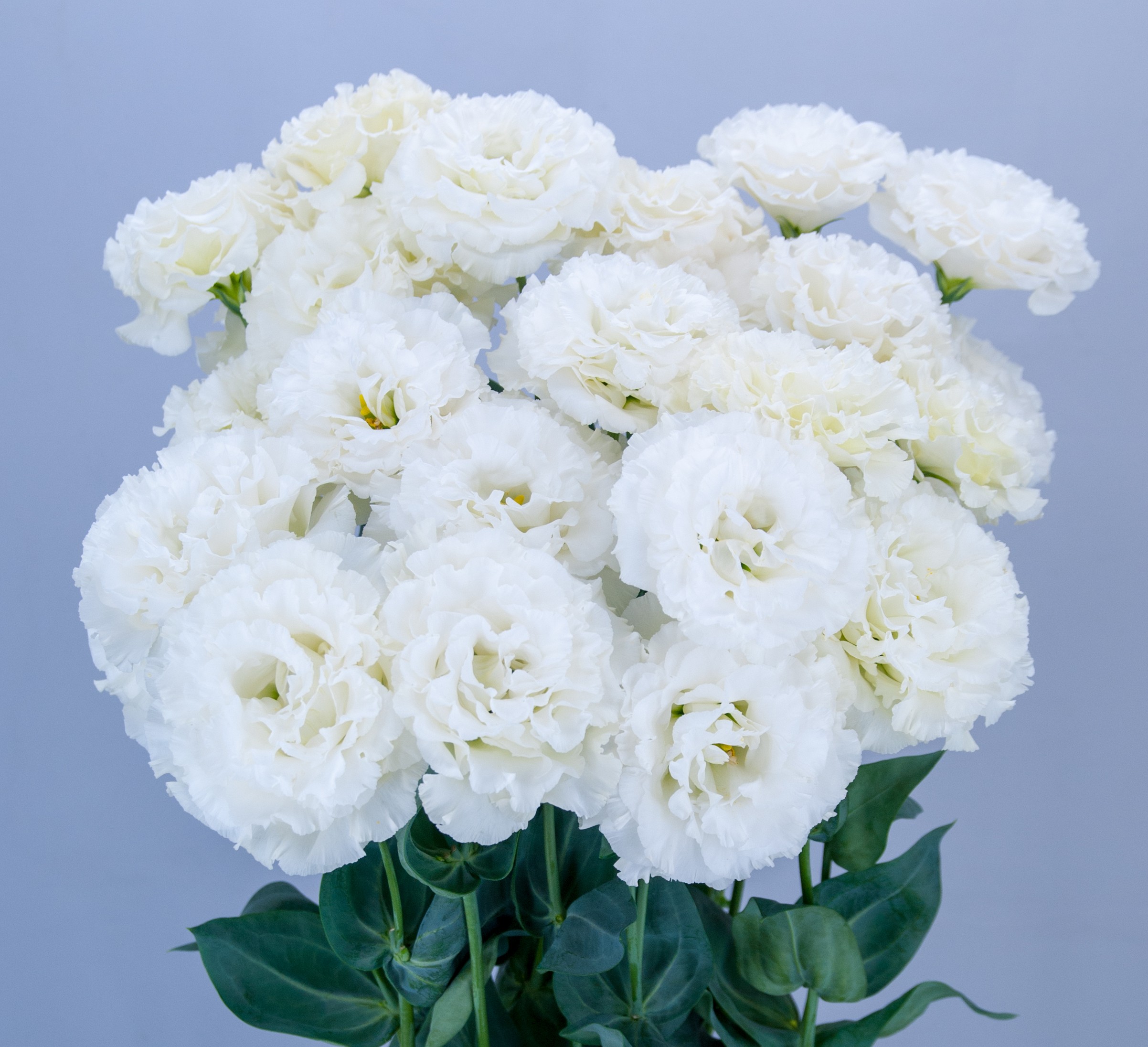 F13-329 Celeb 2 Snow