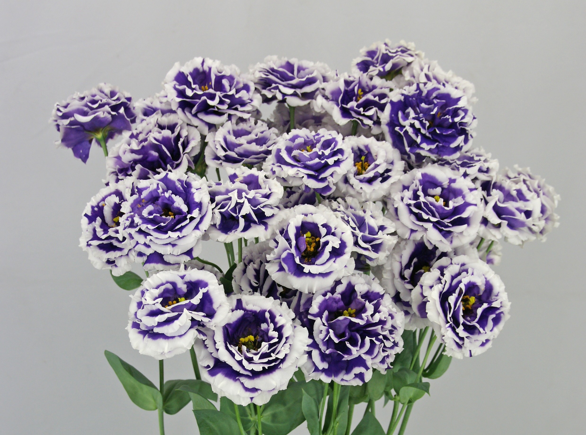 F11-079 Celeb 2 Turn Blue