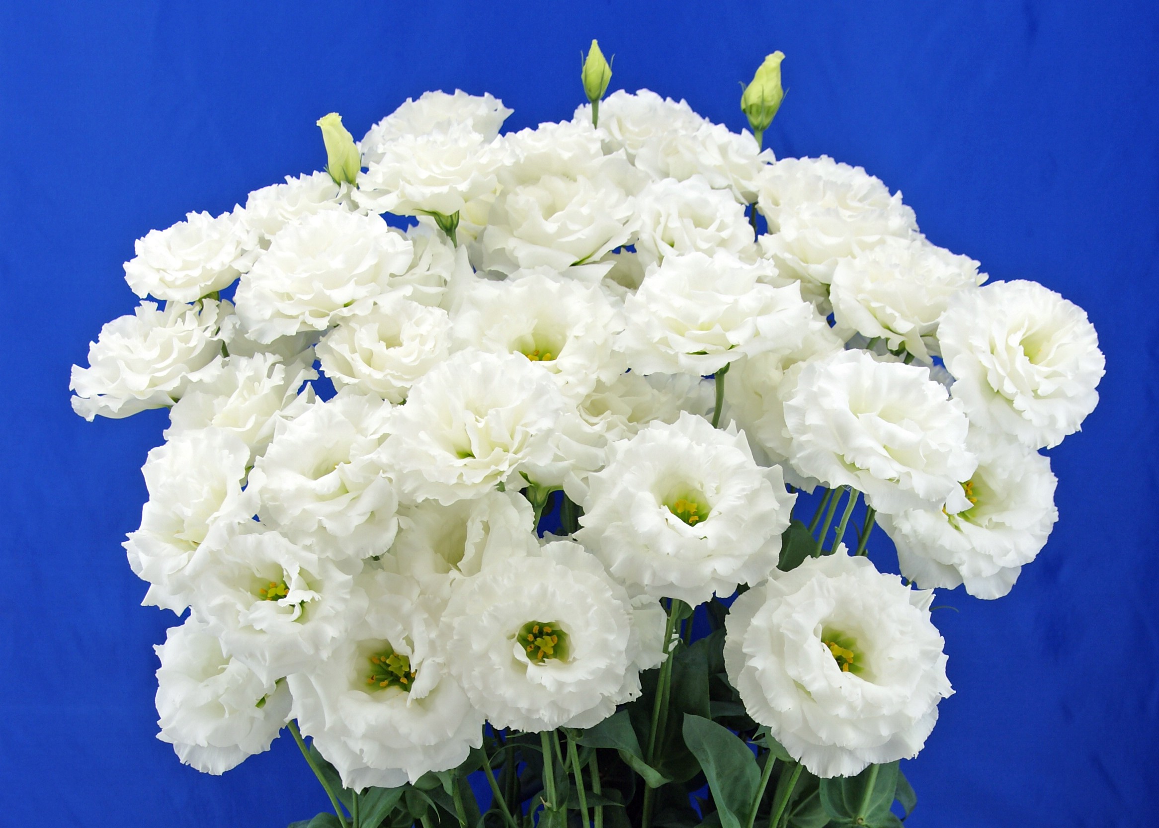 F09-104 Celeb 2 White