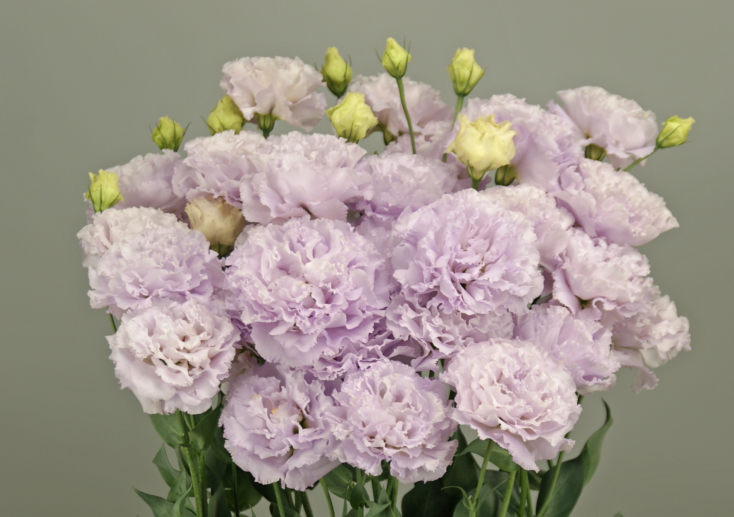 F17-306 Celebrich 2 Lavender