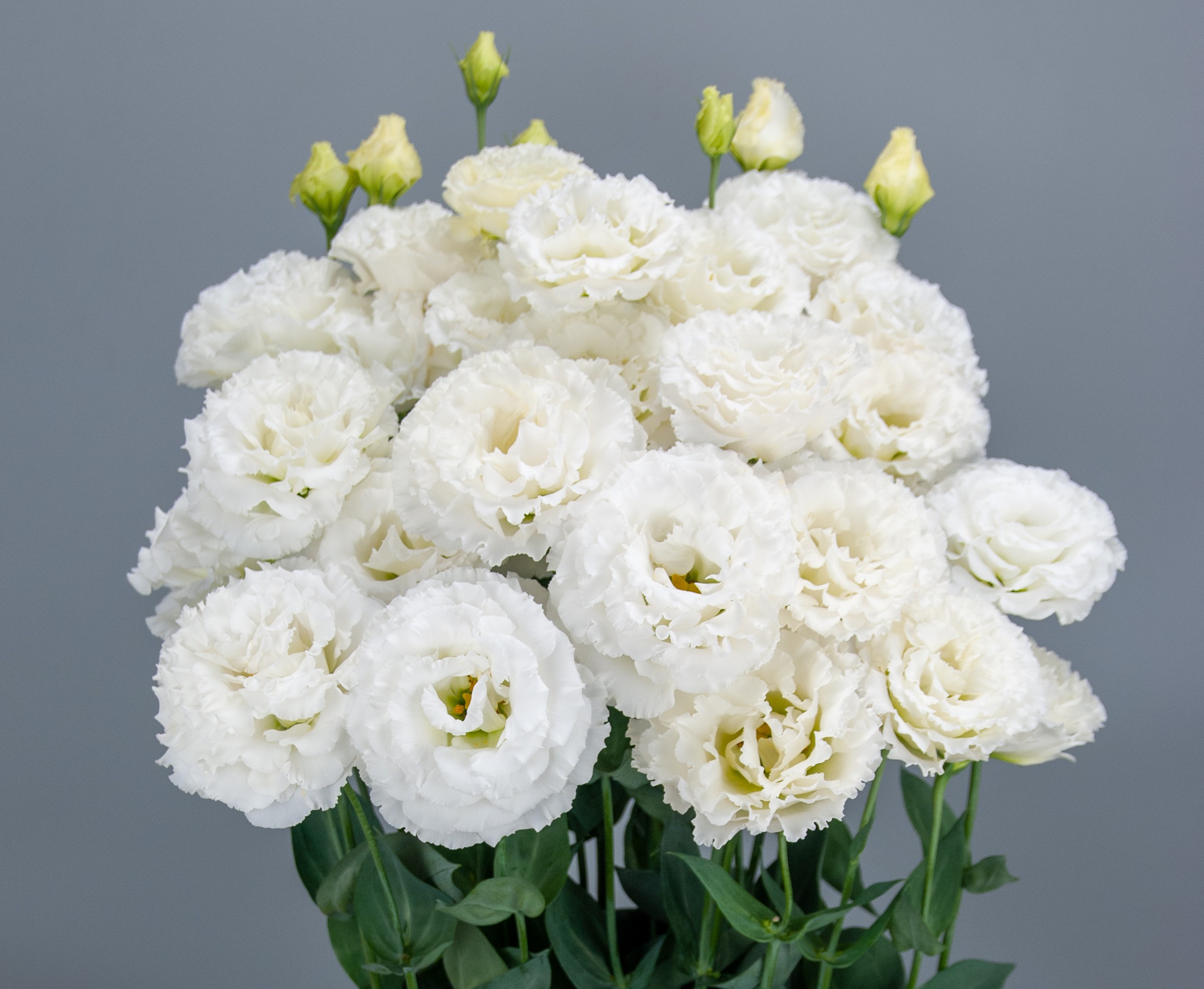 F19-431 Celeb 3 Crystal