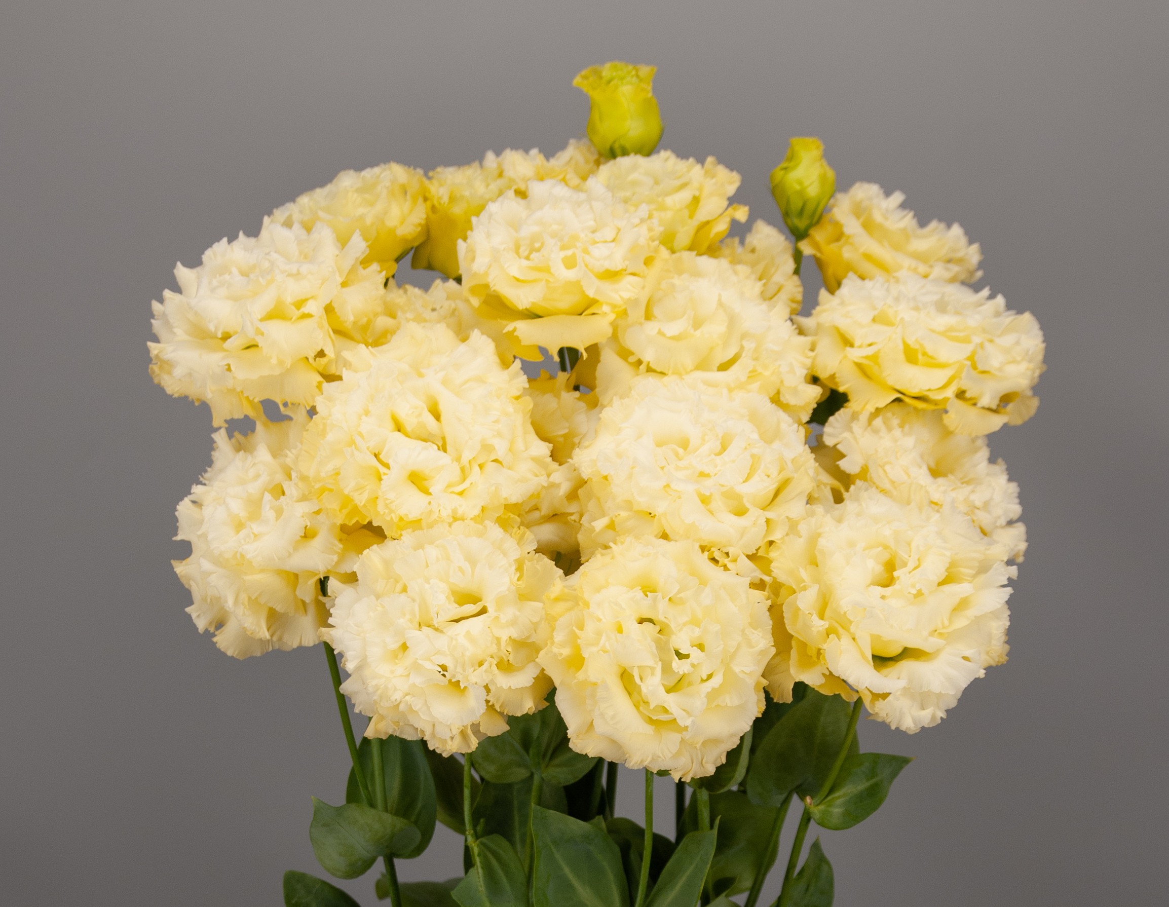 F17-315 Celeb 3 Yellow