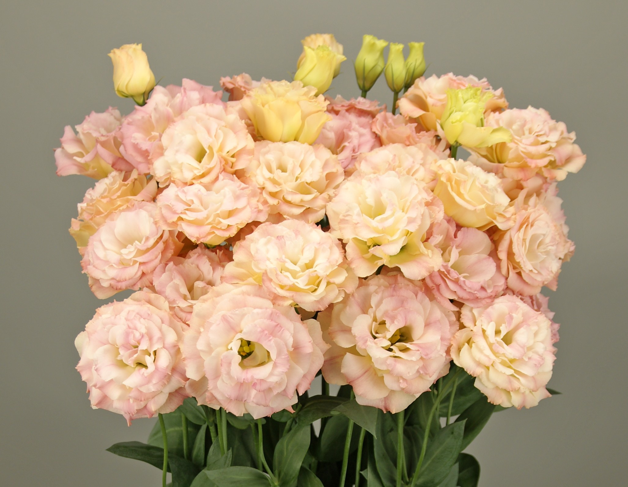 F18-225 Elegance 3 Champagne