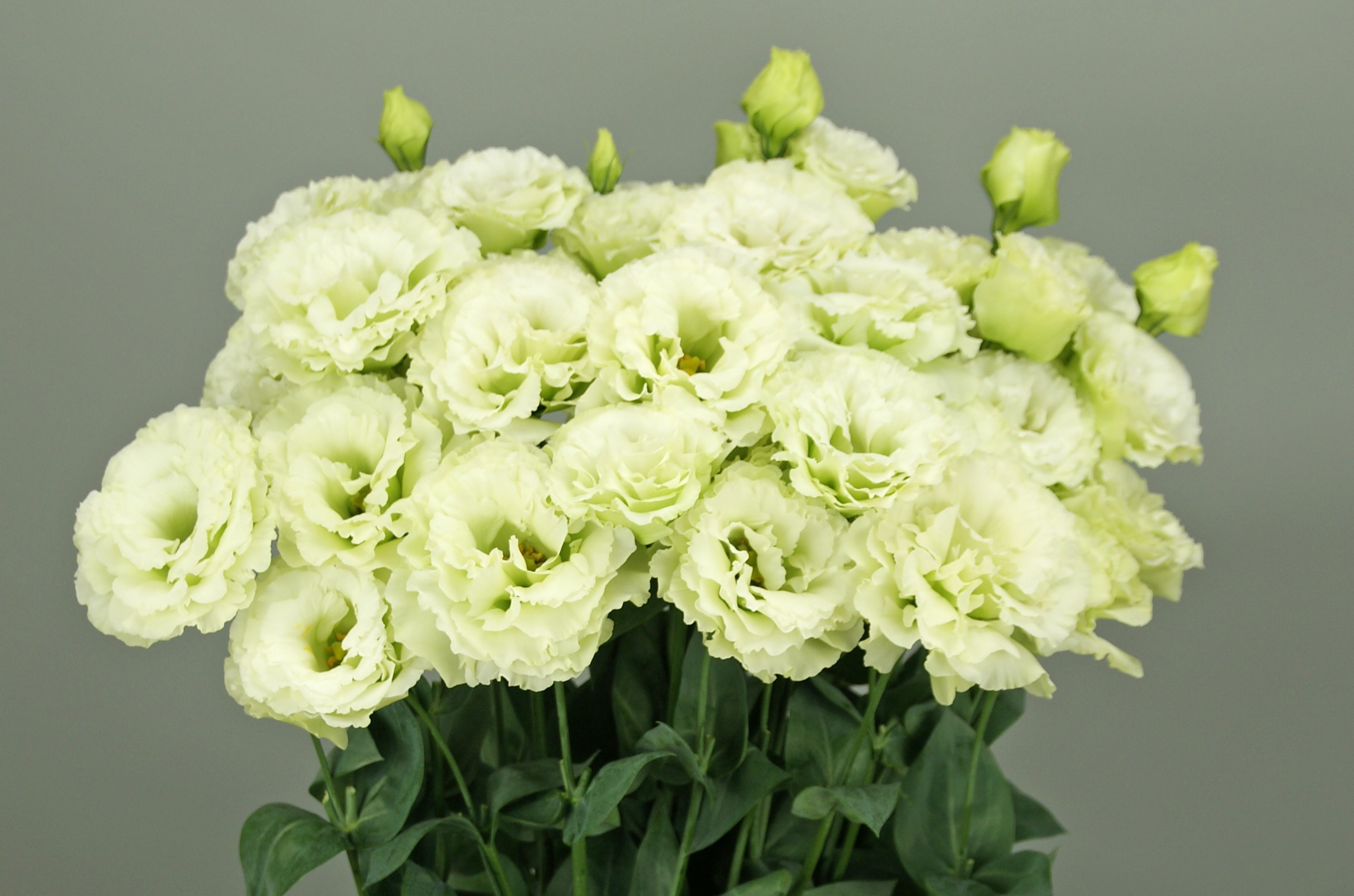 F16-397 Elegance 3 Green