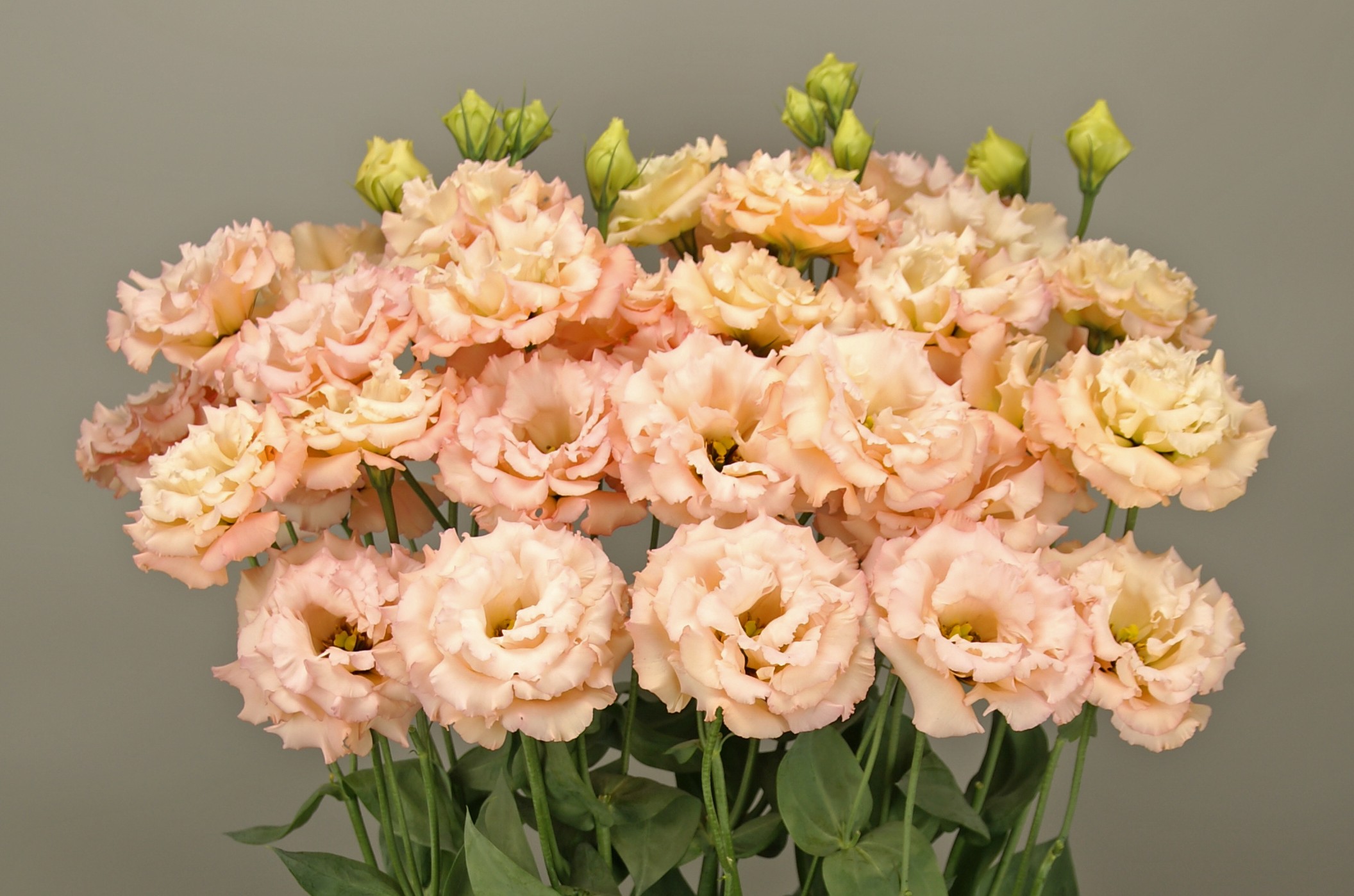 F18-851 Elegence 3 Mango