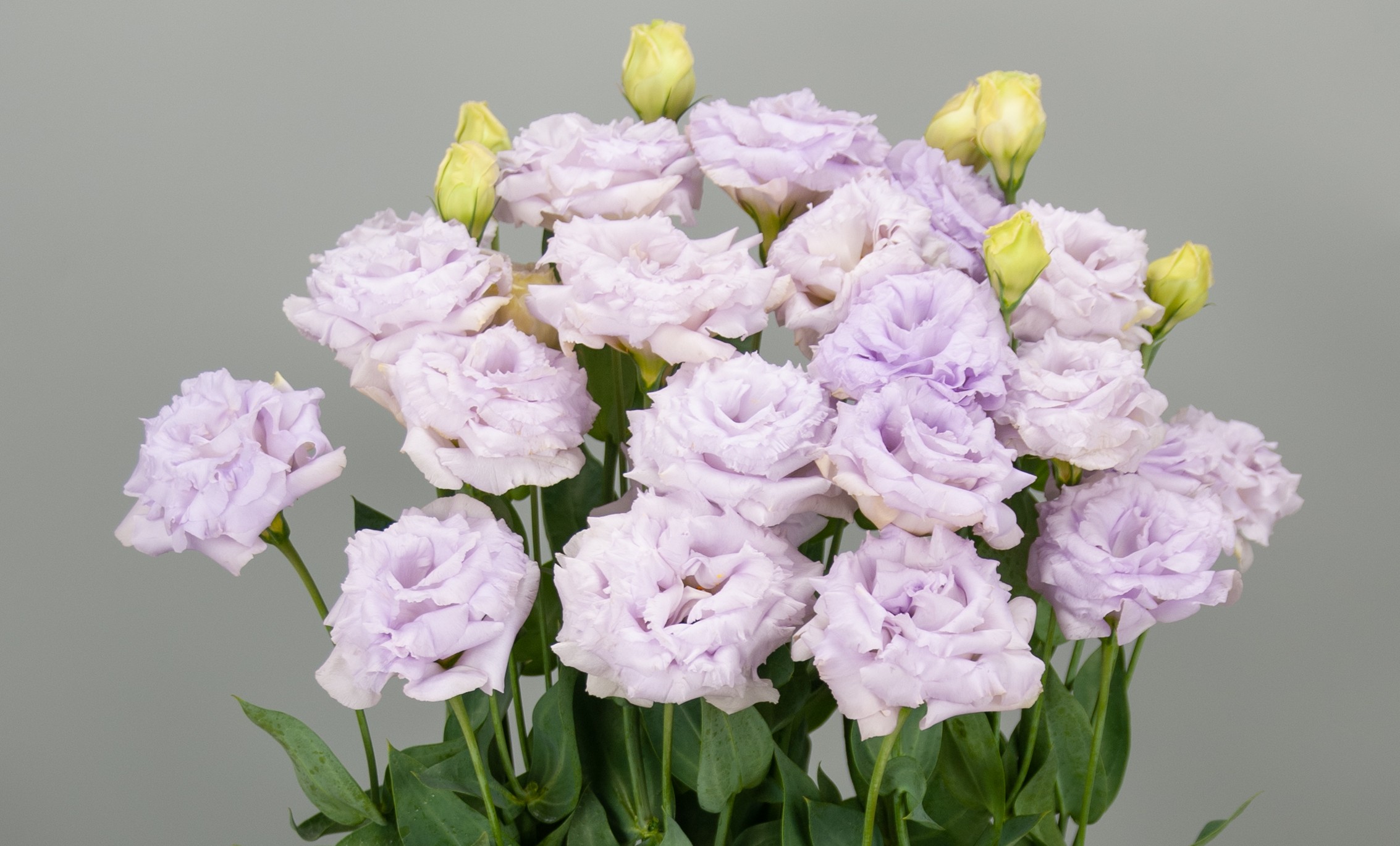 F17-307 Elegance 3 Pale Lavender