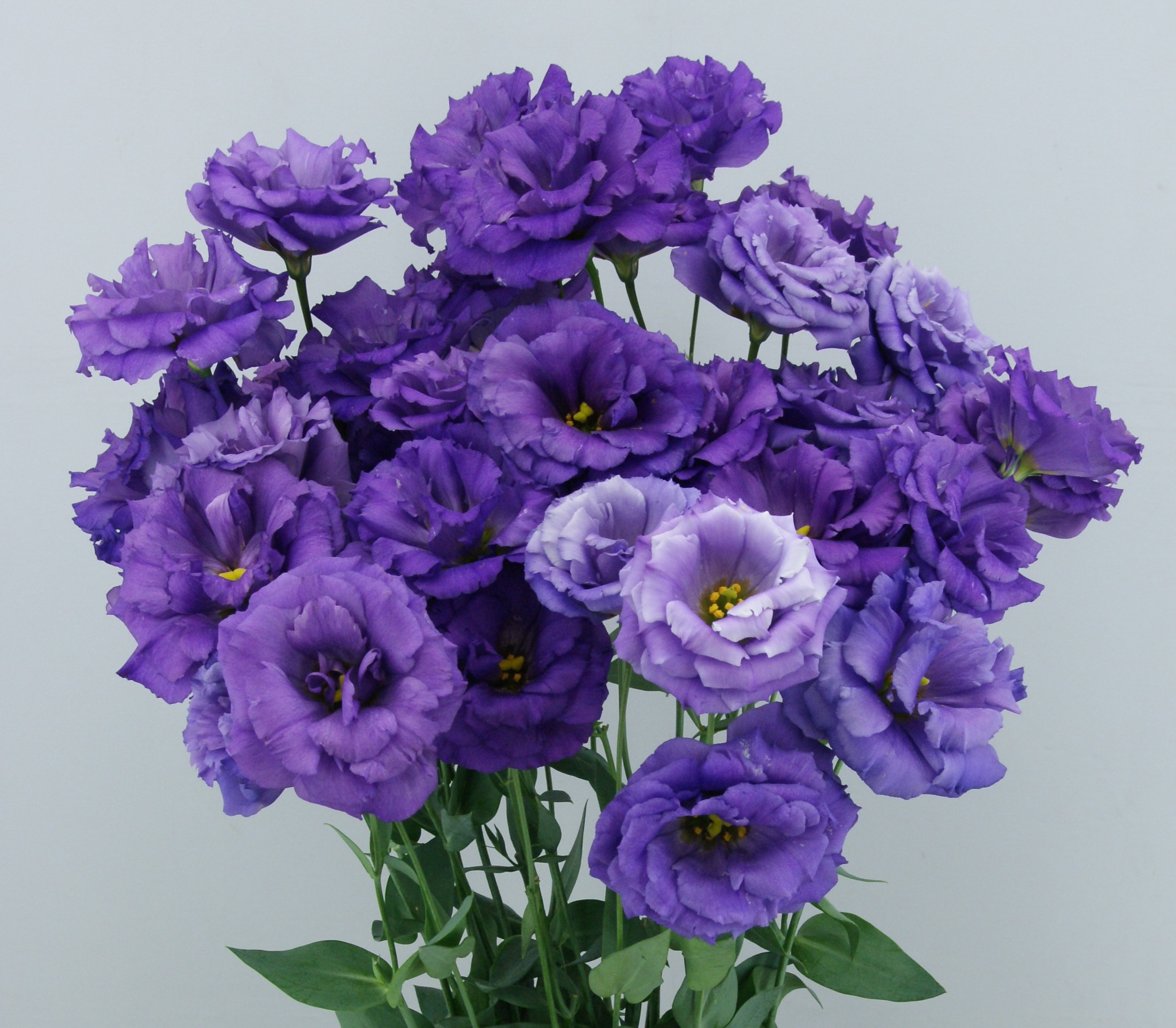 F10-028 Megalo 1 Aqua