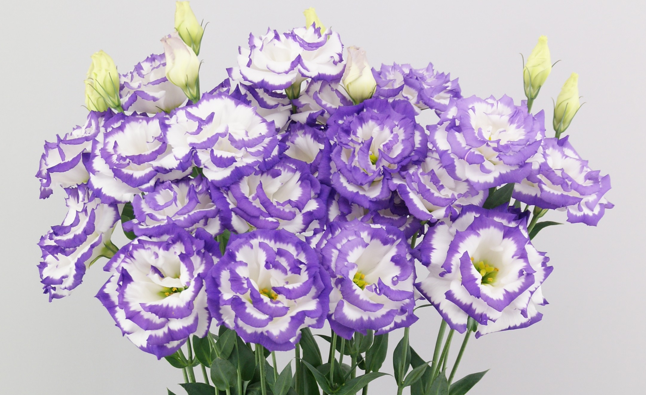 F15-856 Megalo 1 Boy