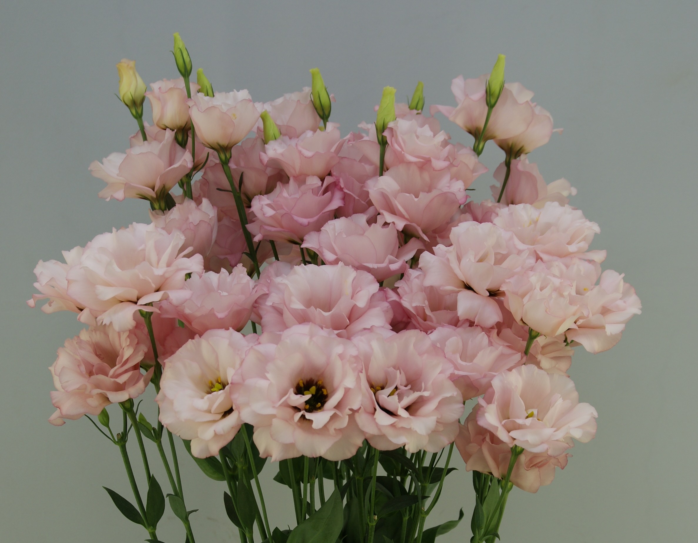 F06-077 Megalo 1 Cherry