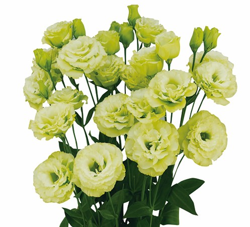 F07-802 Megalo 1 Lime