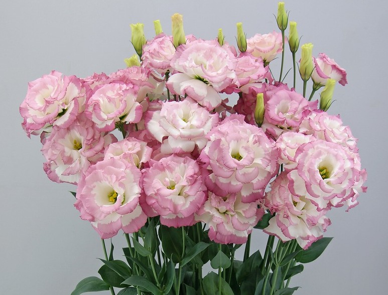 F09-568 Megalo 1 Pink Picotee