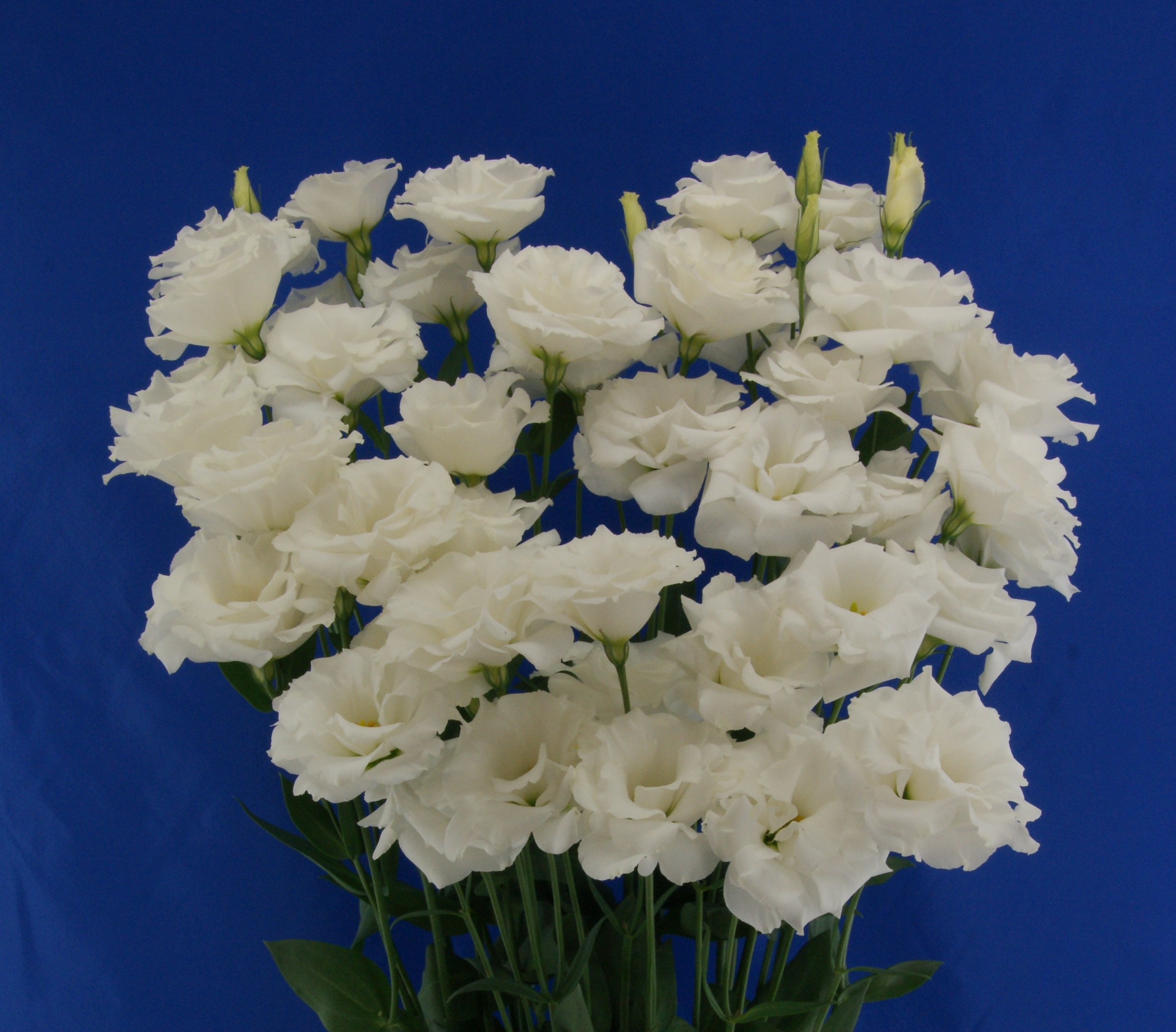 F07-055 Megalo 1  Snow