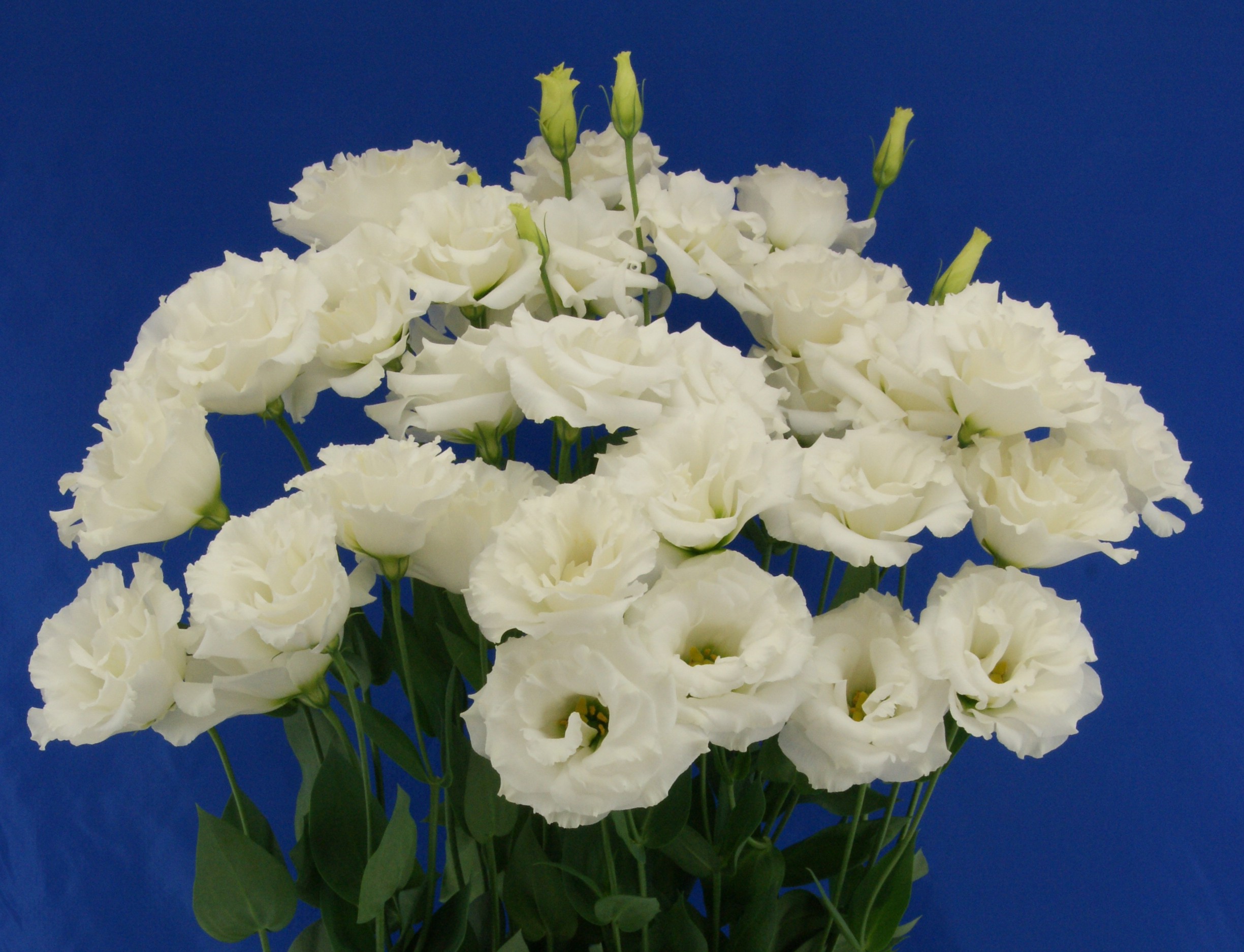 F06-711  Megalo 1 White