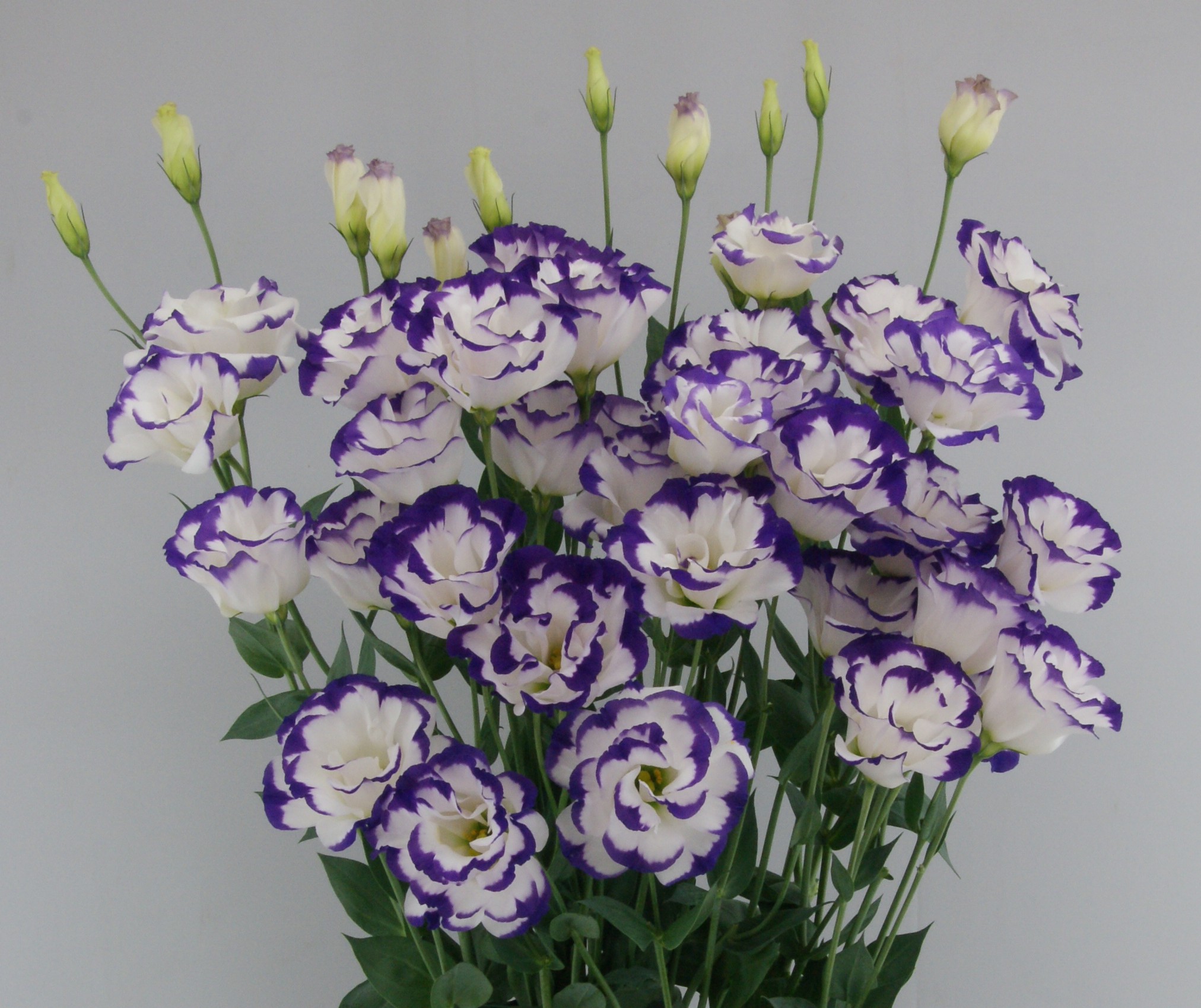 F01-217 Megalo 2 Blue Picotee