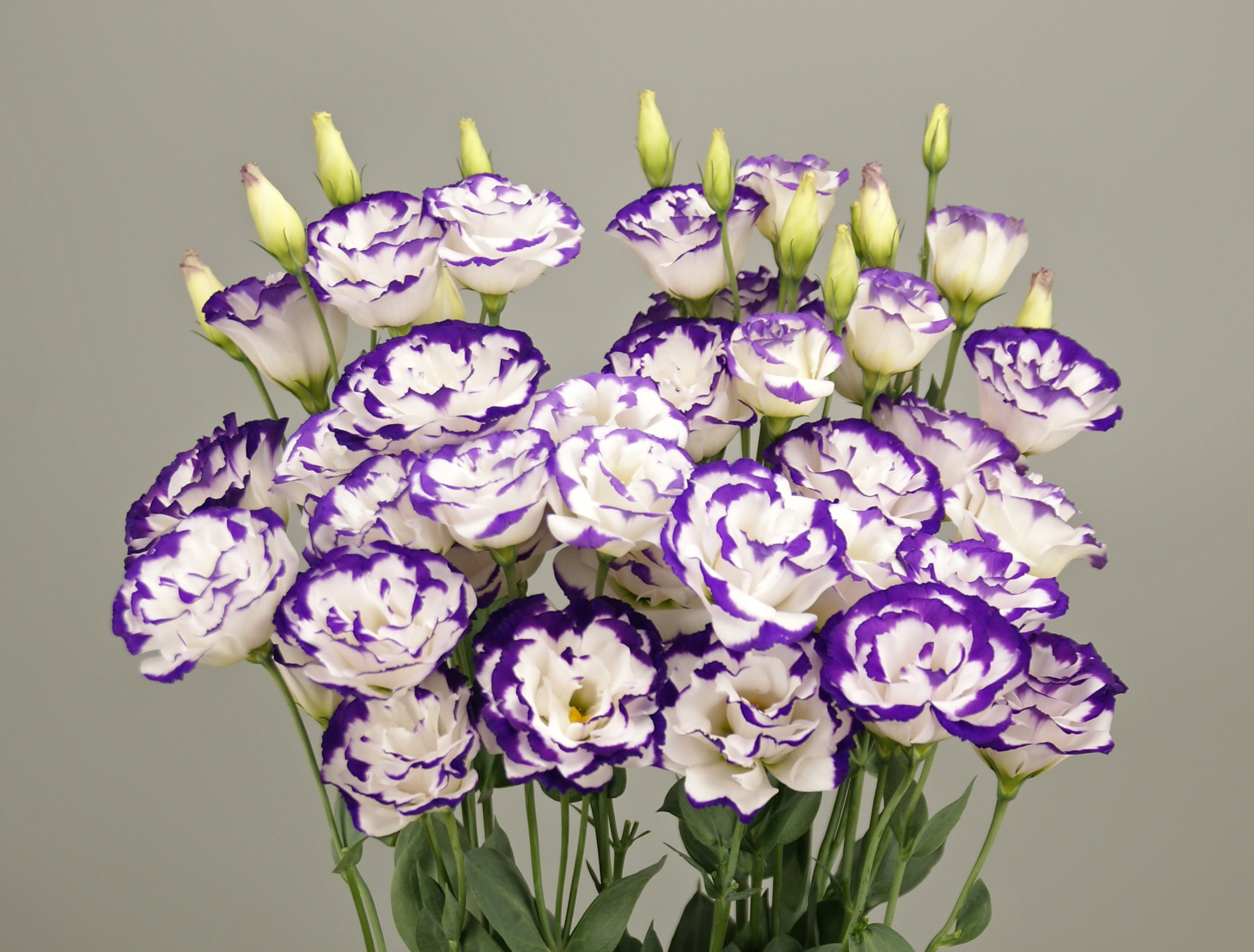 F16-302 Megalo 2 Blue Picotee ver.2