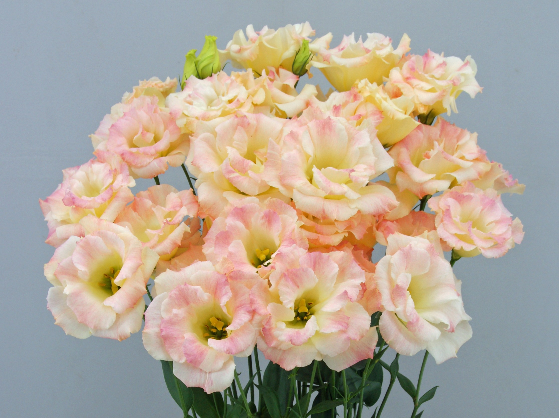 F10-943 Megalo 2 Champagne