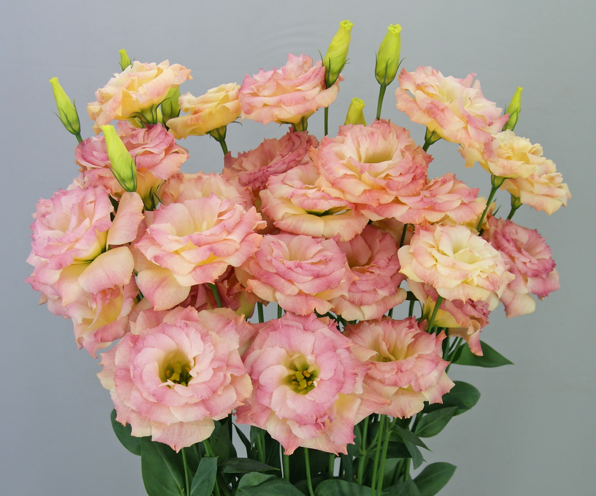 F11-923 Megalo 2 Deep Orange