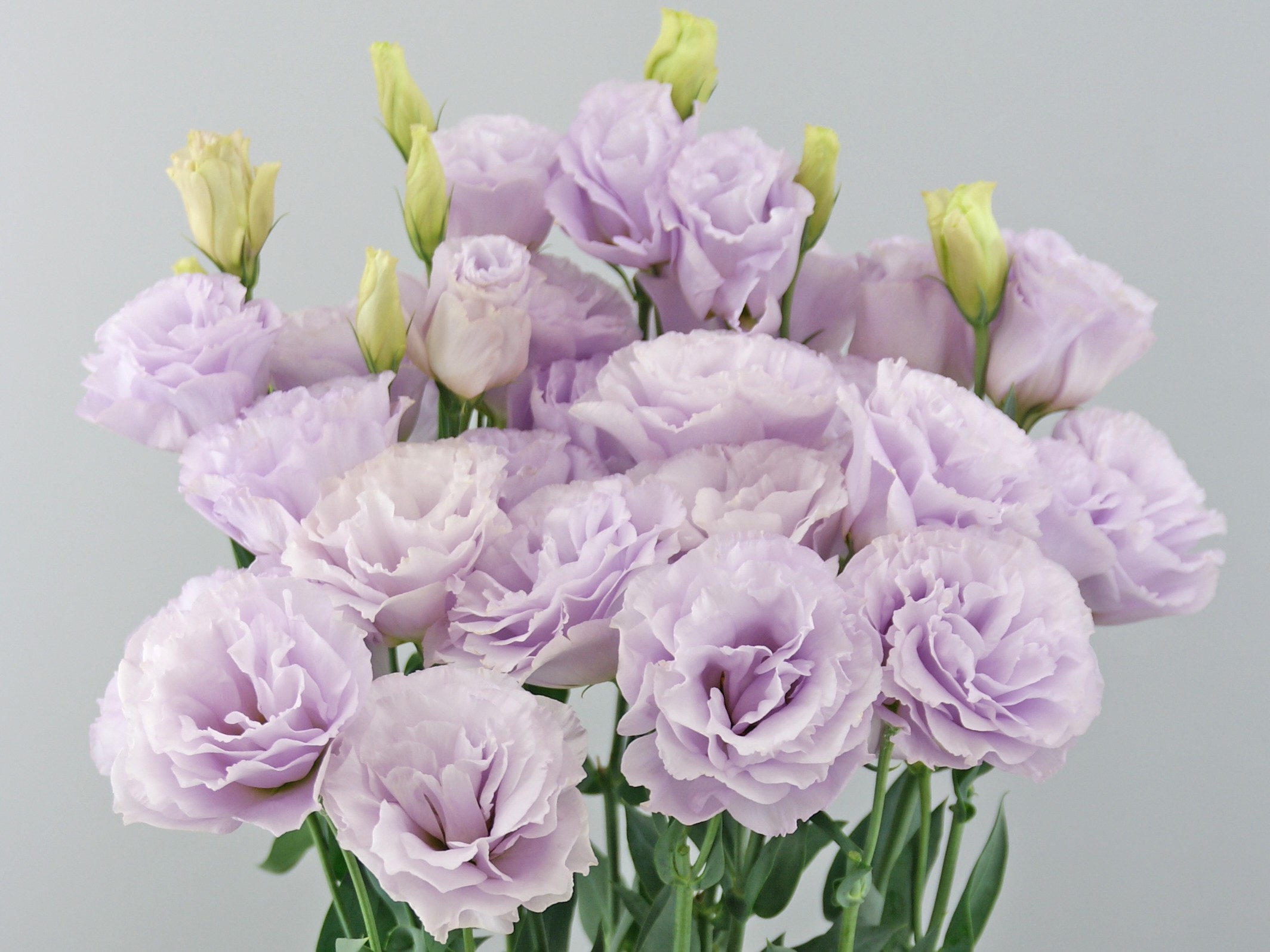 F15-863 Megalo 2 Light Wisteria