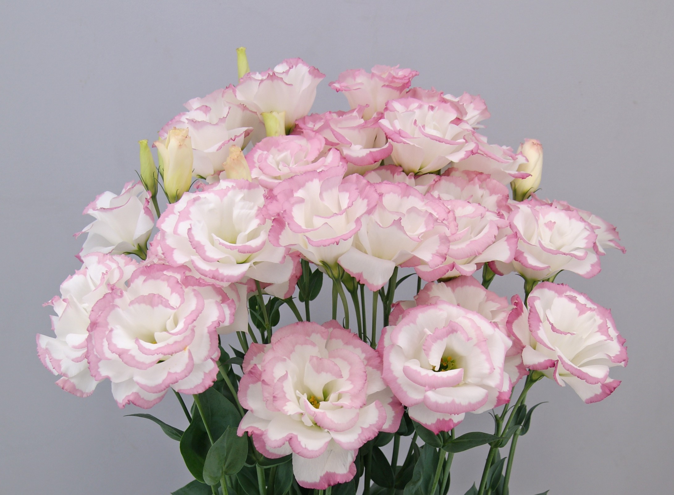 F09-566 Megalo 2 Pink Picotee