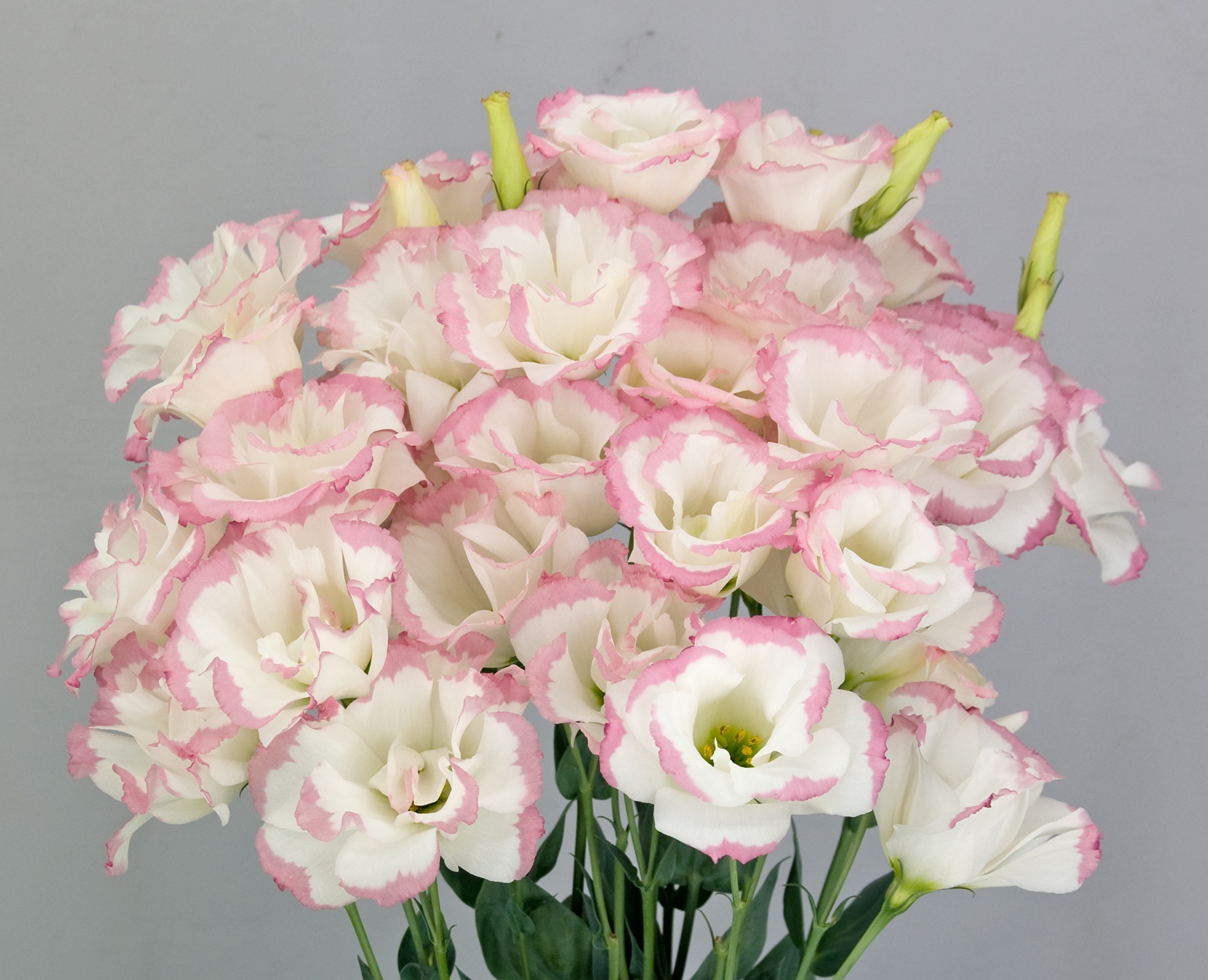 F12-711 Megalo 2 Pink Picotee Imp.