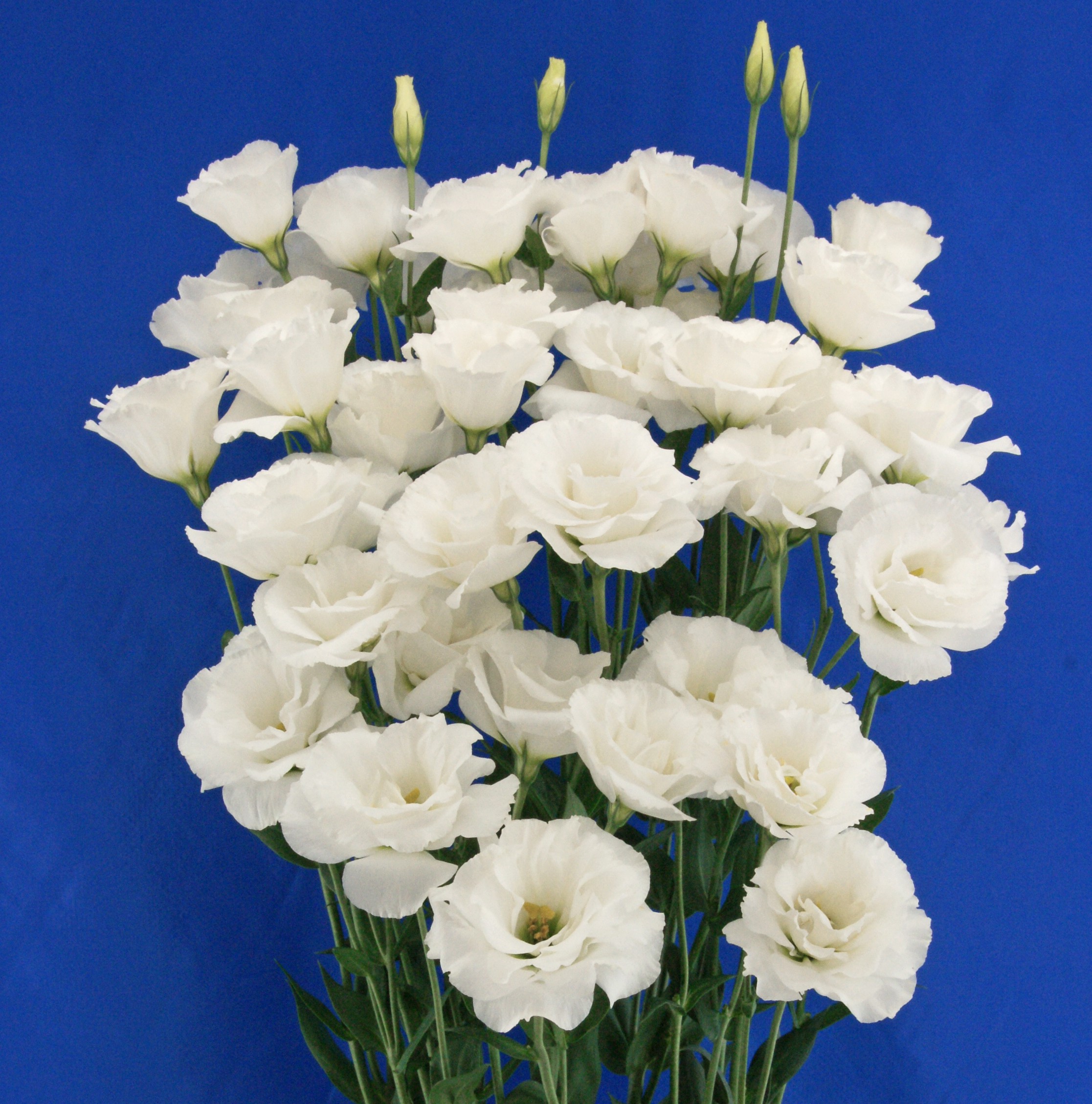 F07-943 Megalo 2 White