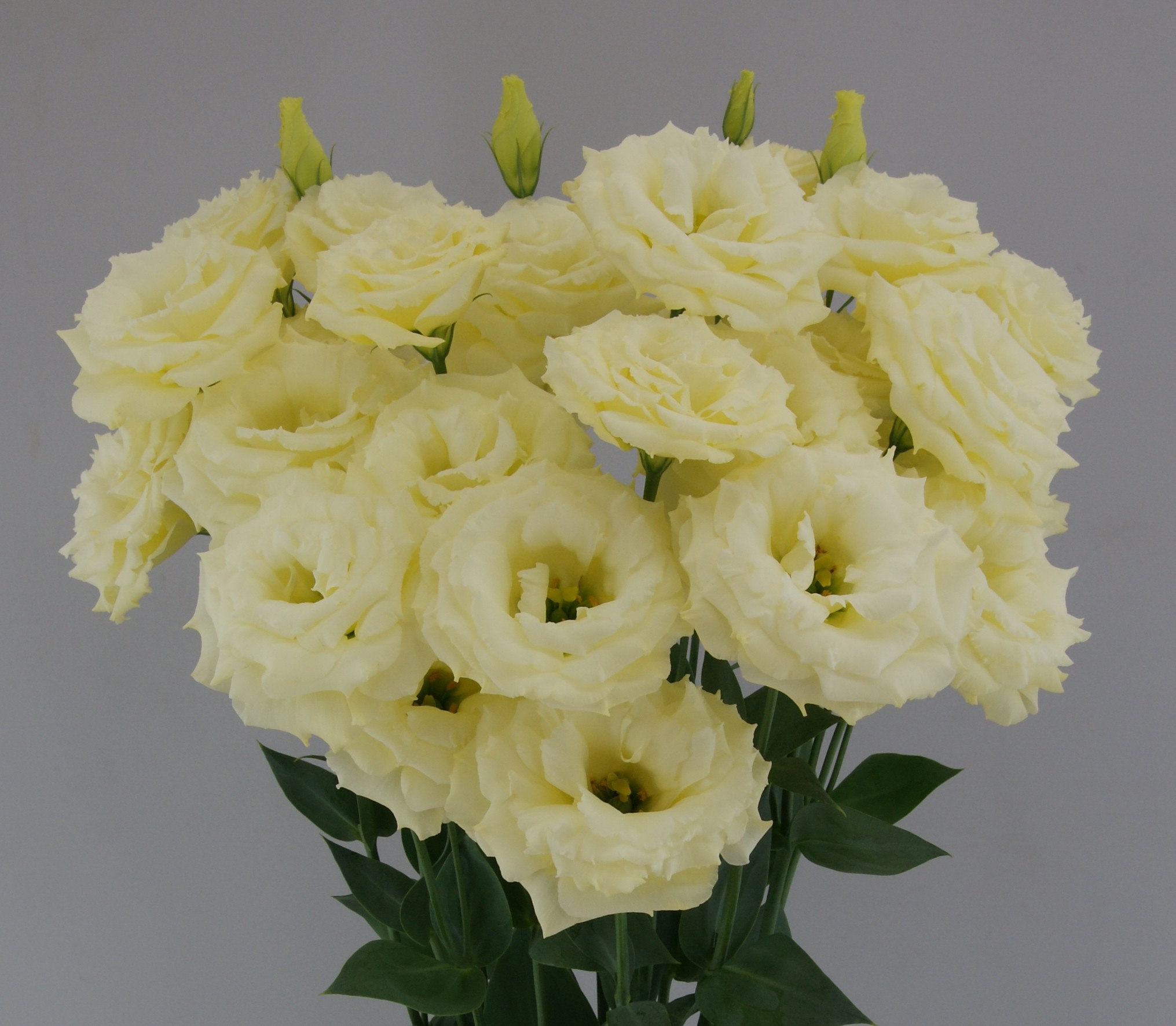 F08-937 Megalo 2 Yellow