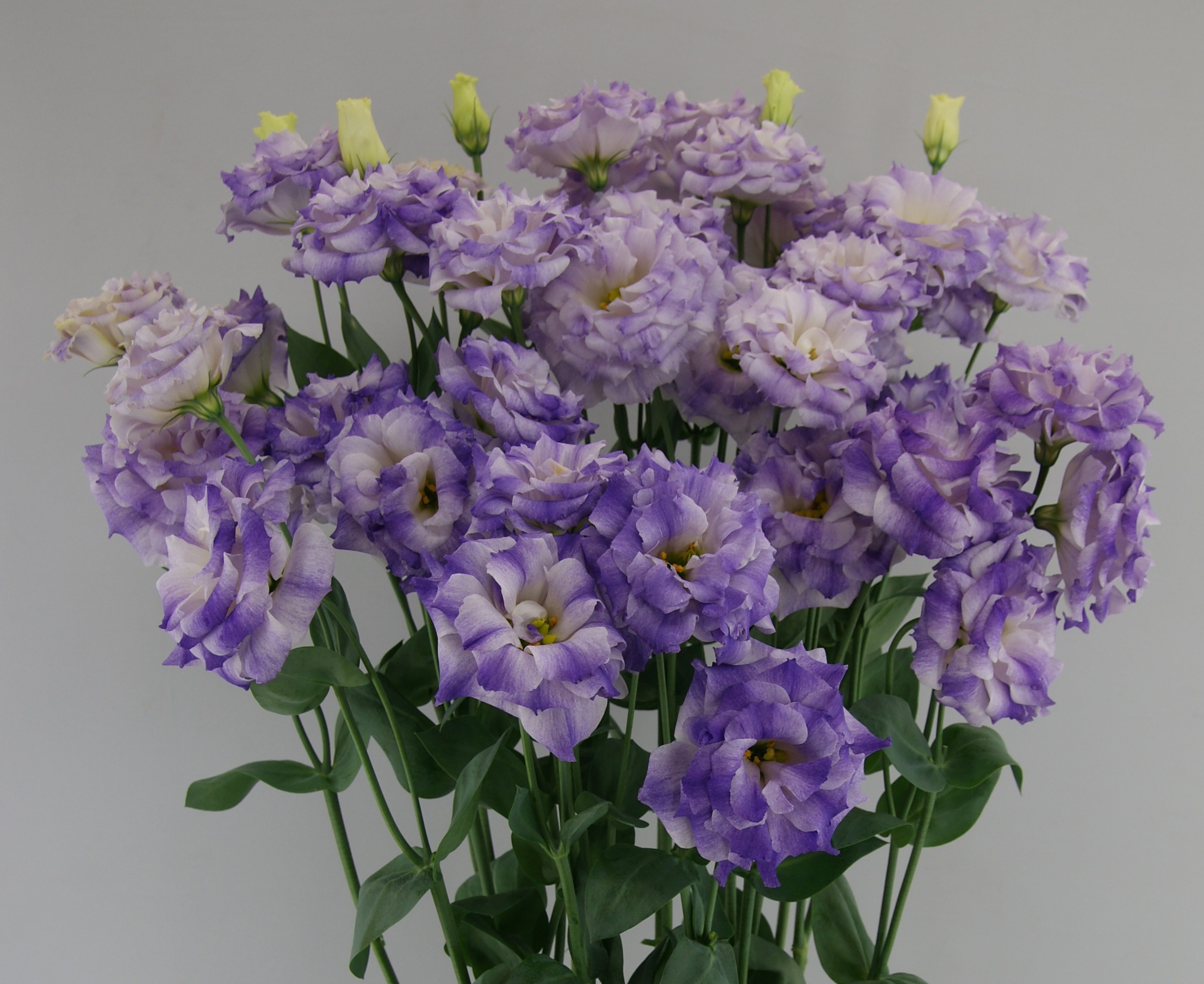 F08-615 Megalo 3 Blue Flash