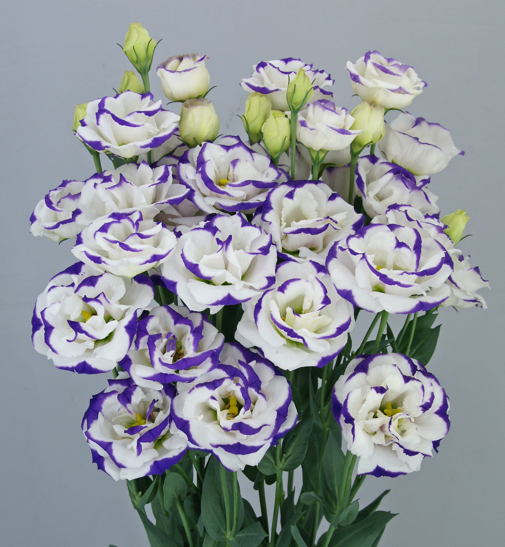 F11-942 Megalo 3 Blue Picotee