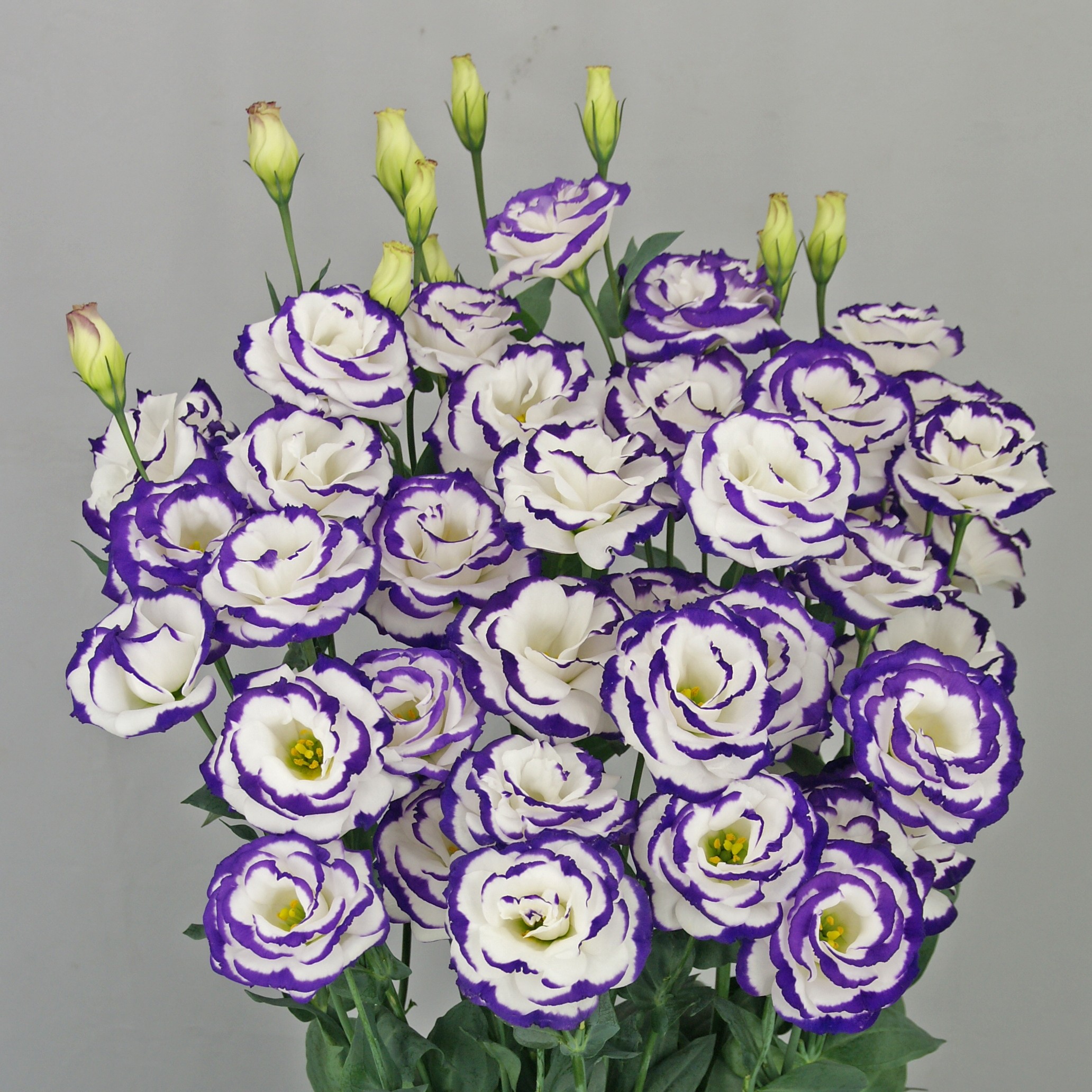 F13-929 Megalo 3 Blue Picotee Imp.