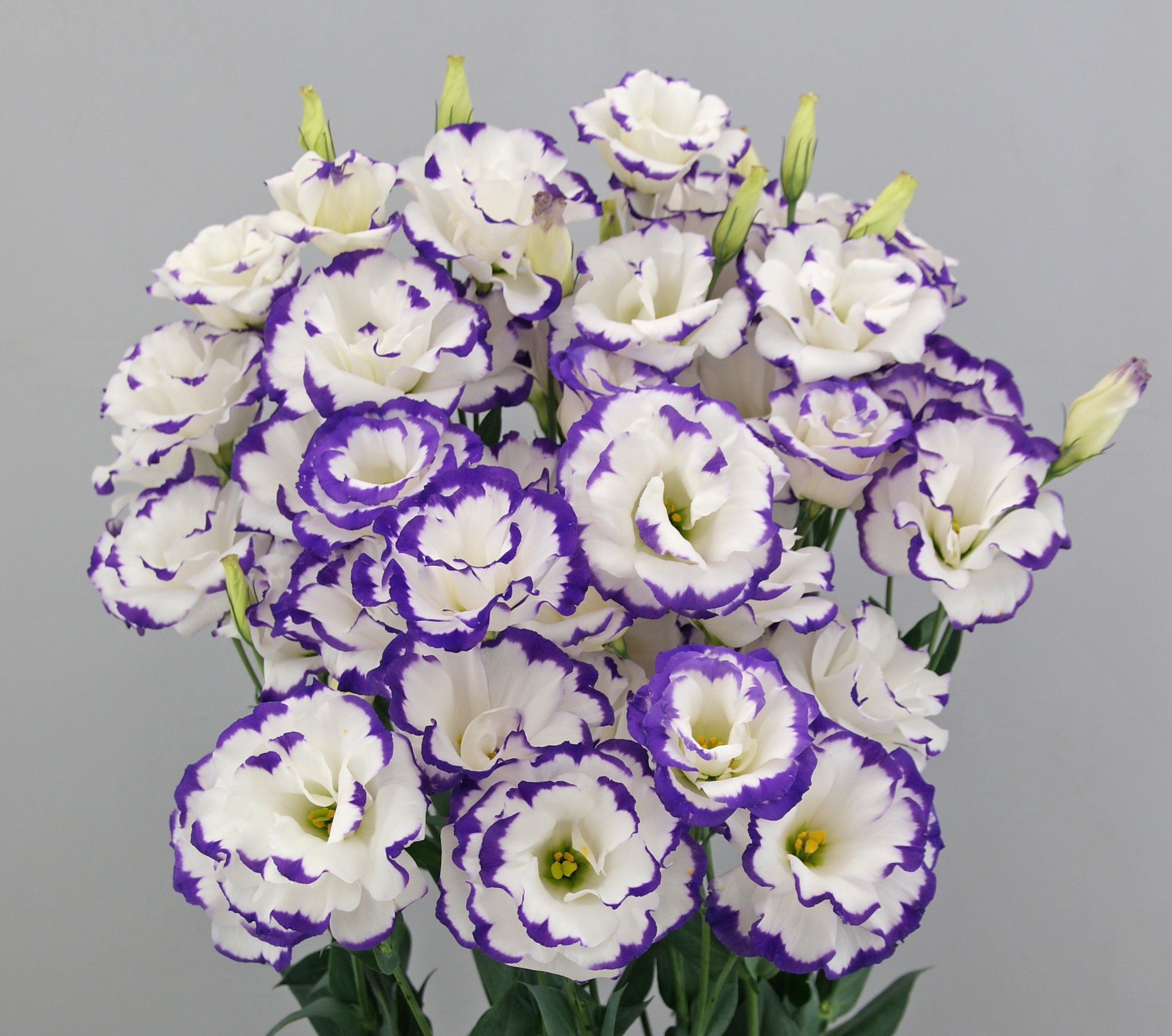 F10-902 Megalo 3 Blue Picotee MAX