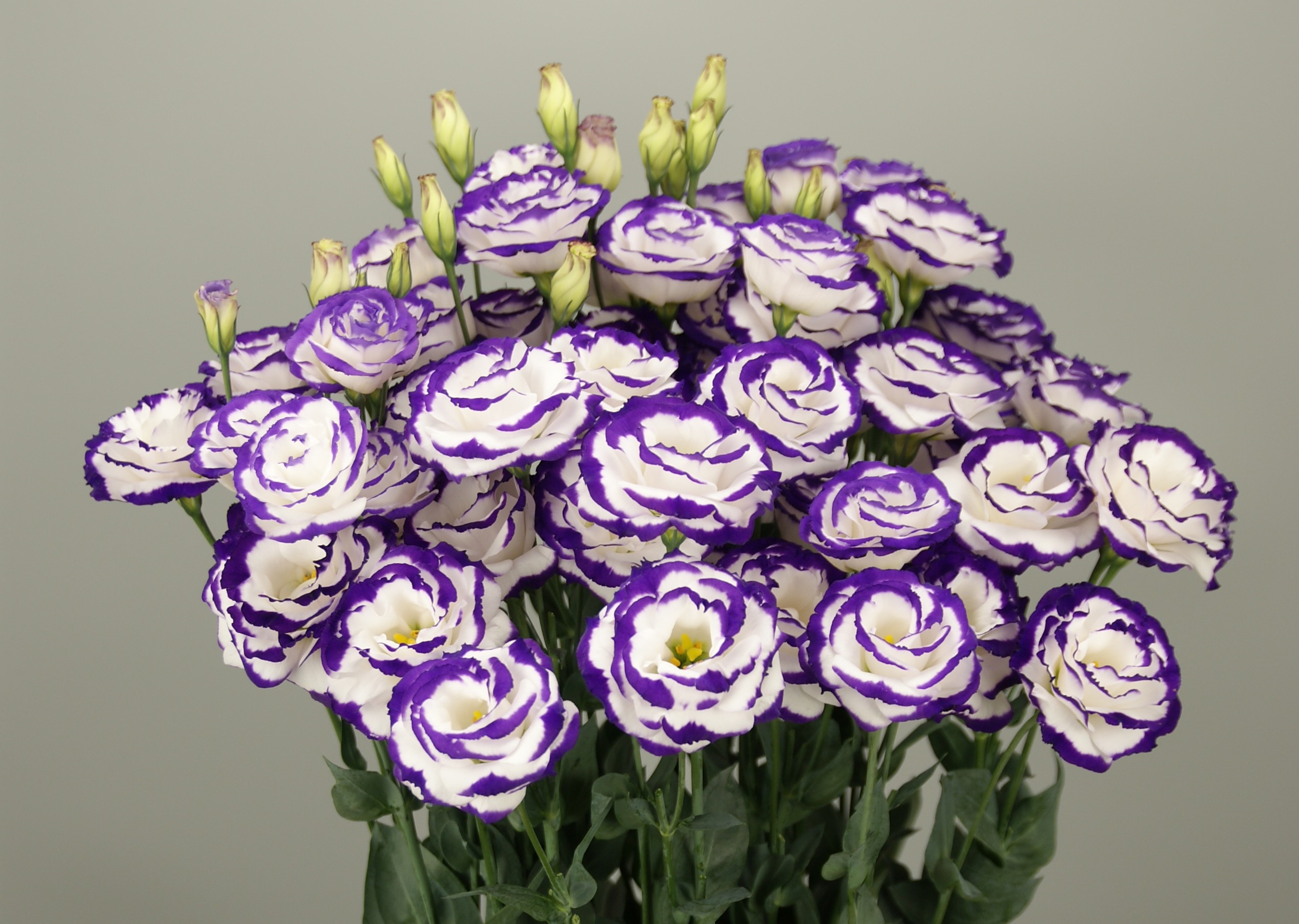 F16-329 Megalo 3 Blue Picotee ver.3